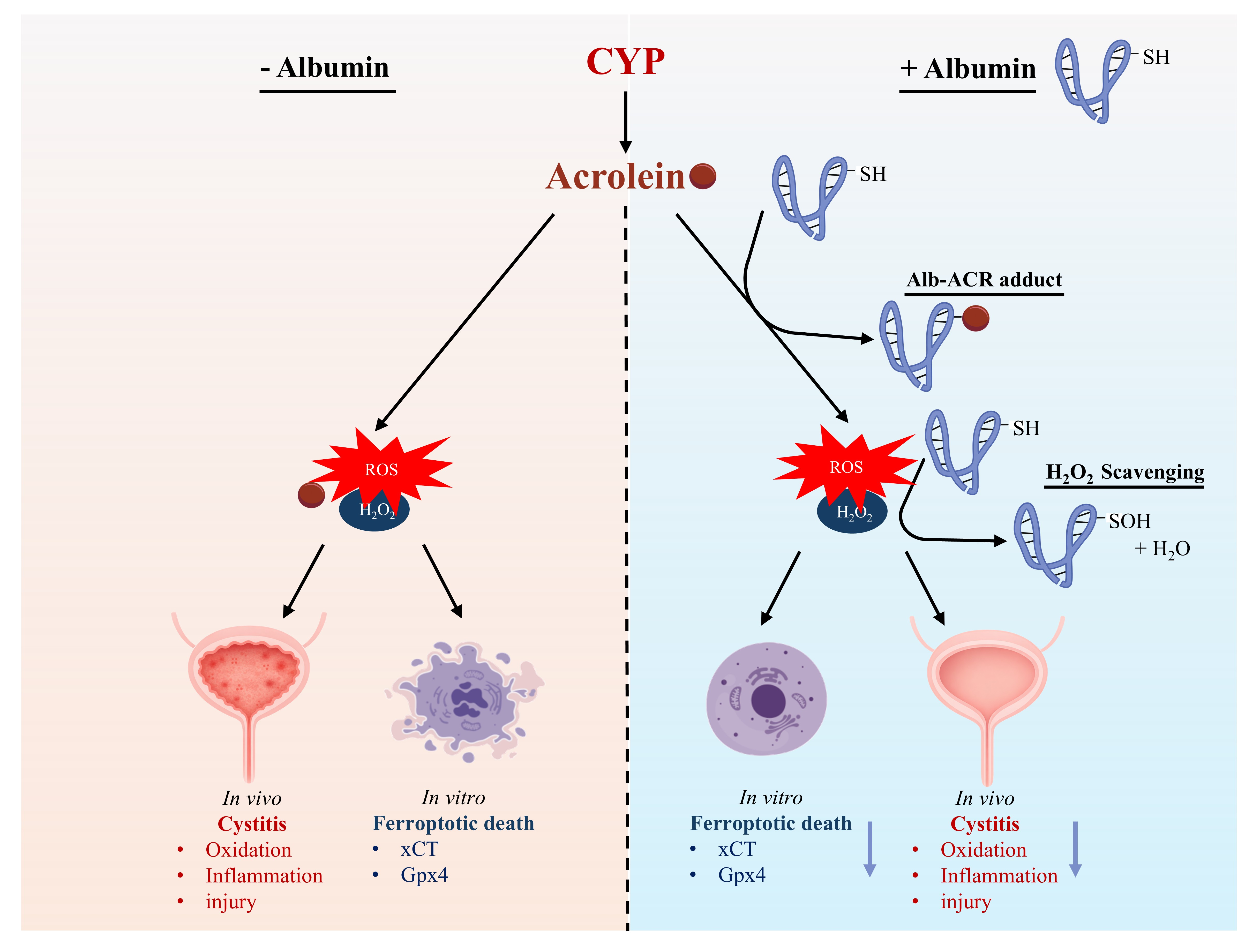 Albumin Protects Against Cyclophosphamide-Induced Hemorrhagic Cystitis ...