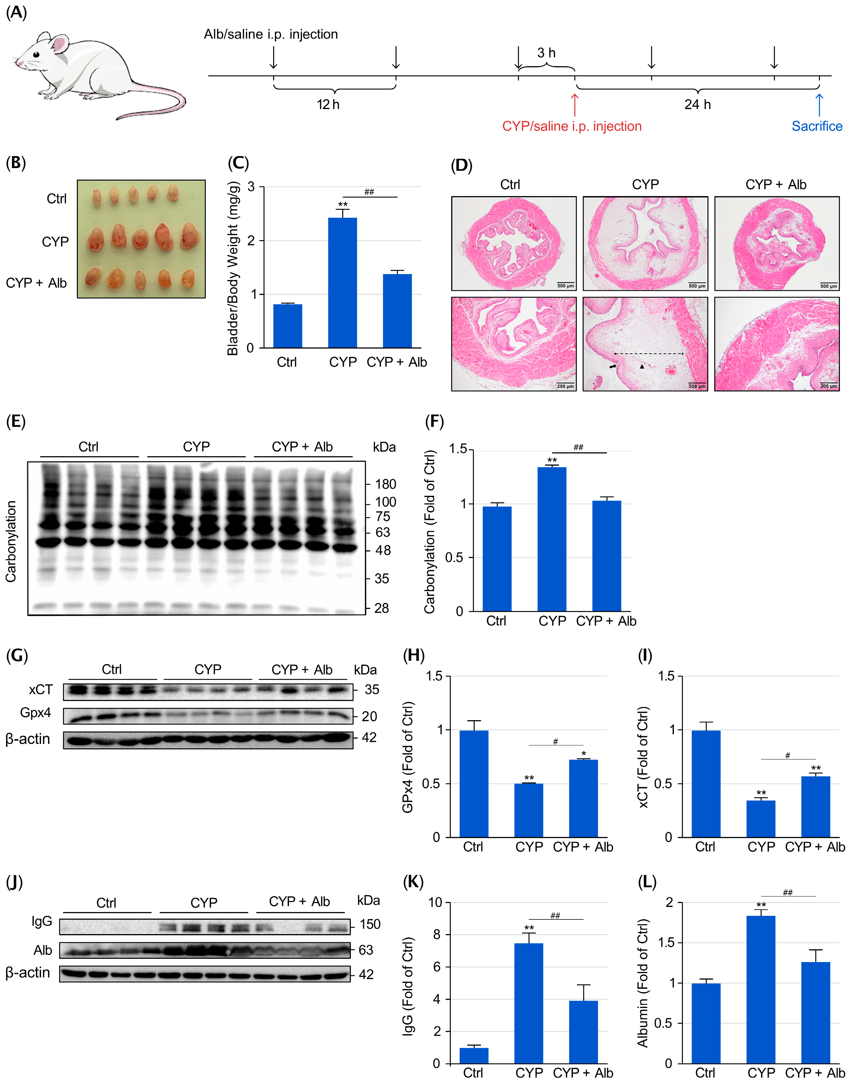 Albumin Protects Against Cyclophosphamide-Induced Hemorrhagic Cystitis ...