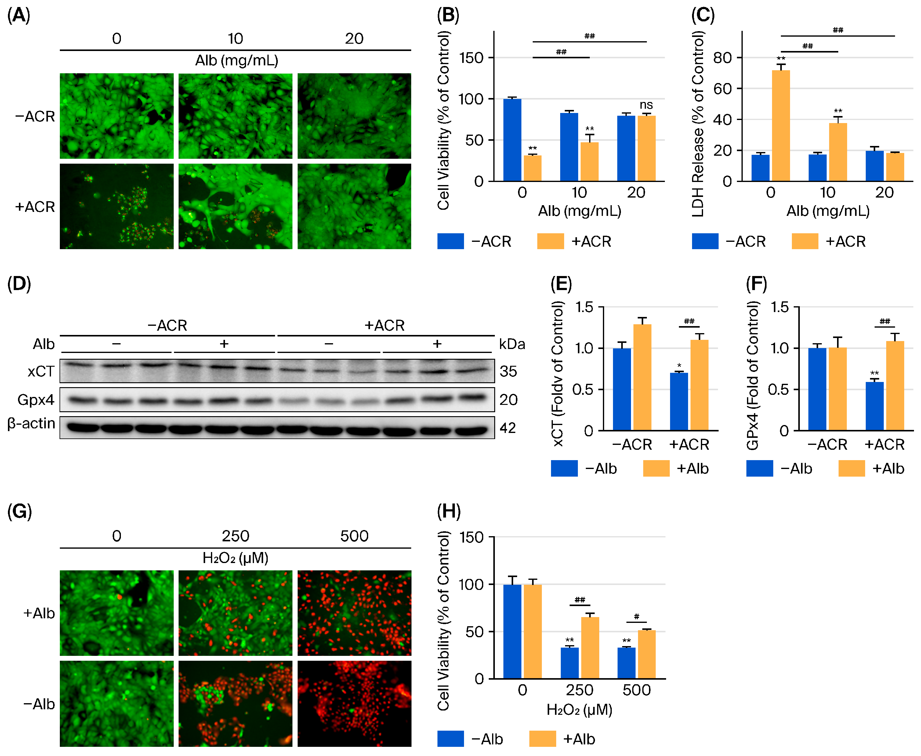 Albumin Protects Against Cyclophosphamide-Induced Hemorrhagic Cystitis ...