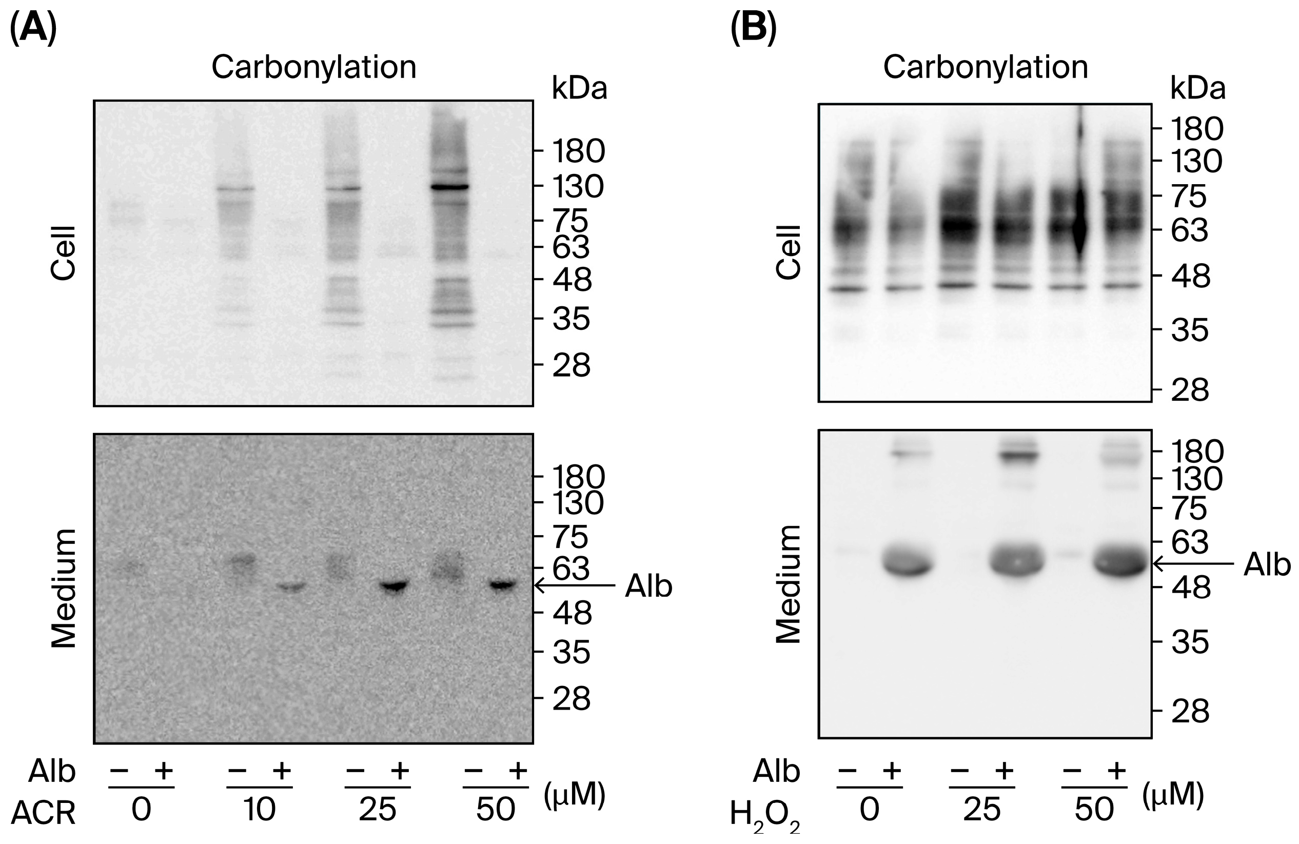 Albumin Protects Against Cyclophosphamide-Induced Hemorrhagic Cystitis ...