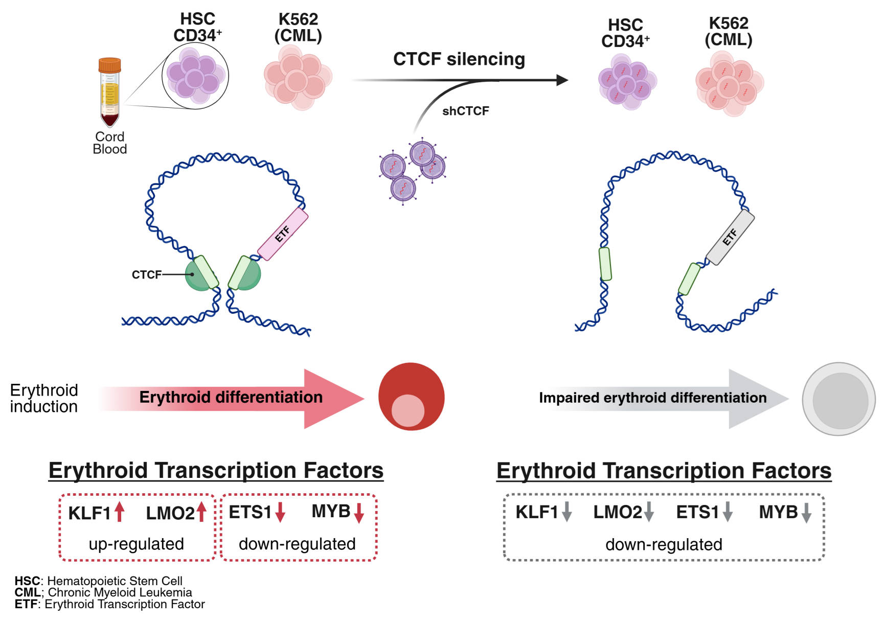 CTCF Regulates Erythroid Differentiation Through Control of Core ...