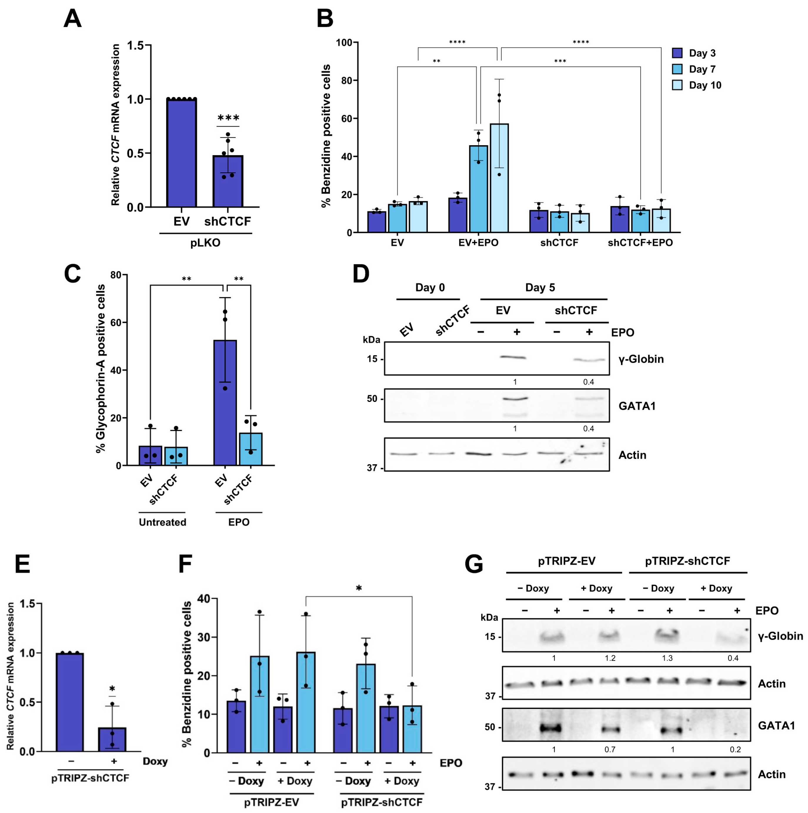 CTCF Regulates Erythroid Differentiation Through Control of Core ...