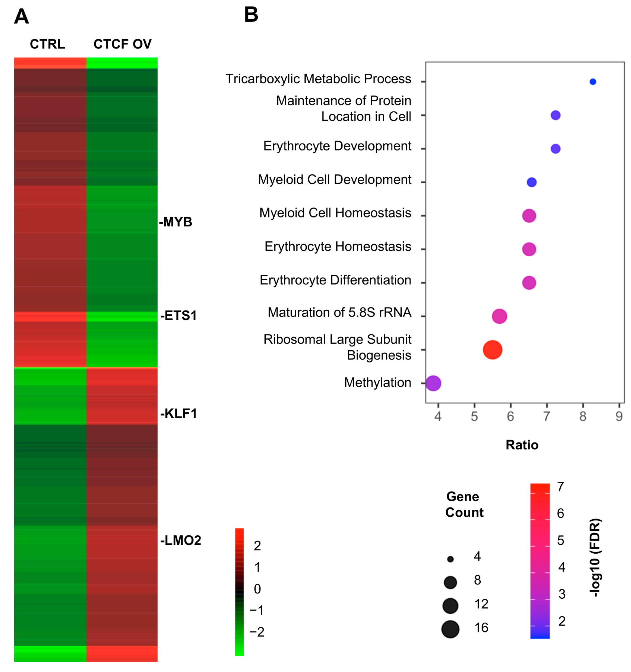 CTCF Regulates Erythroid Differentiation Through Control of Core ...