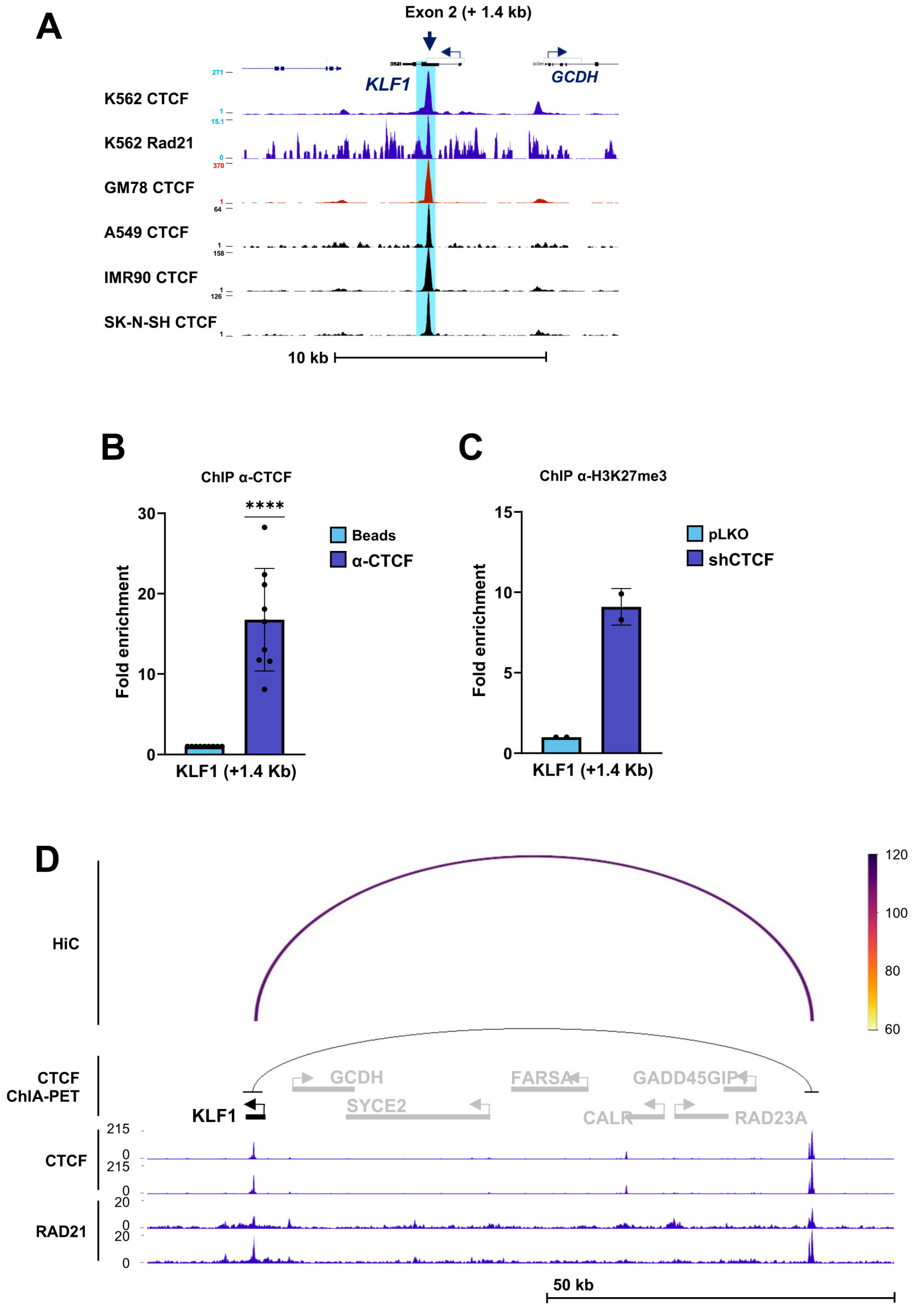 CTCF Regulates Erythroid Differentiation Through Control of Core ...