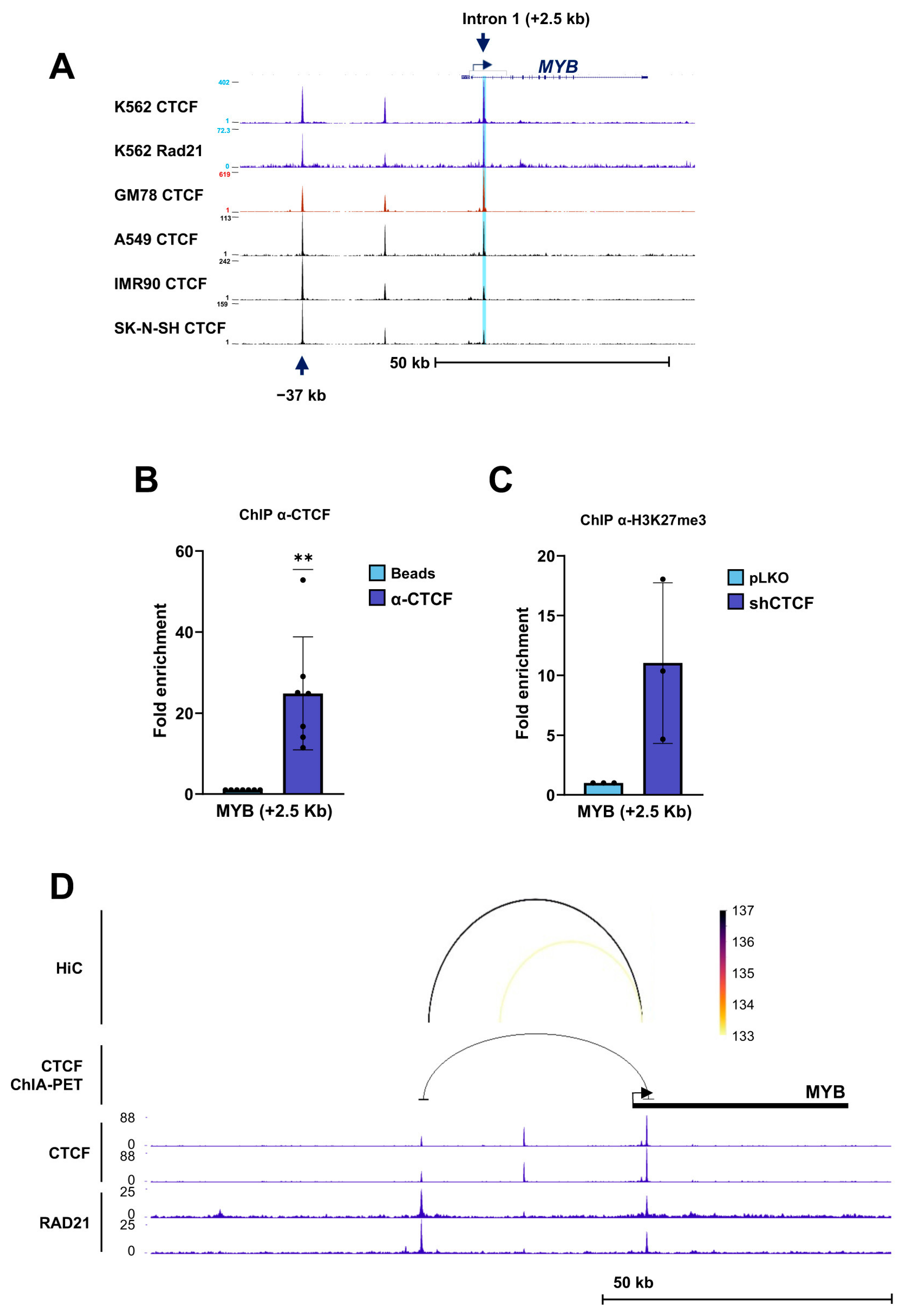 CTCF Regulates Erythroid Differentiation Through Control of Core ...