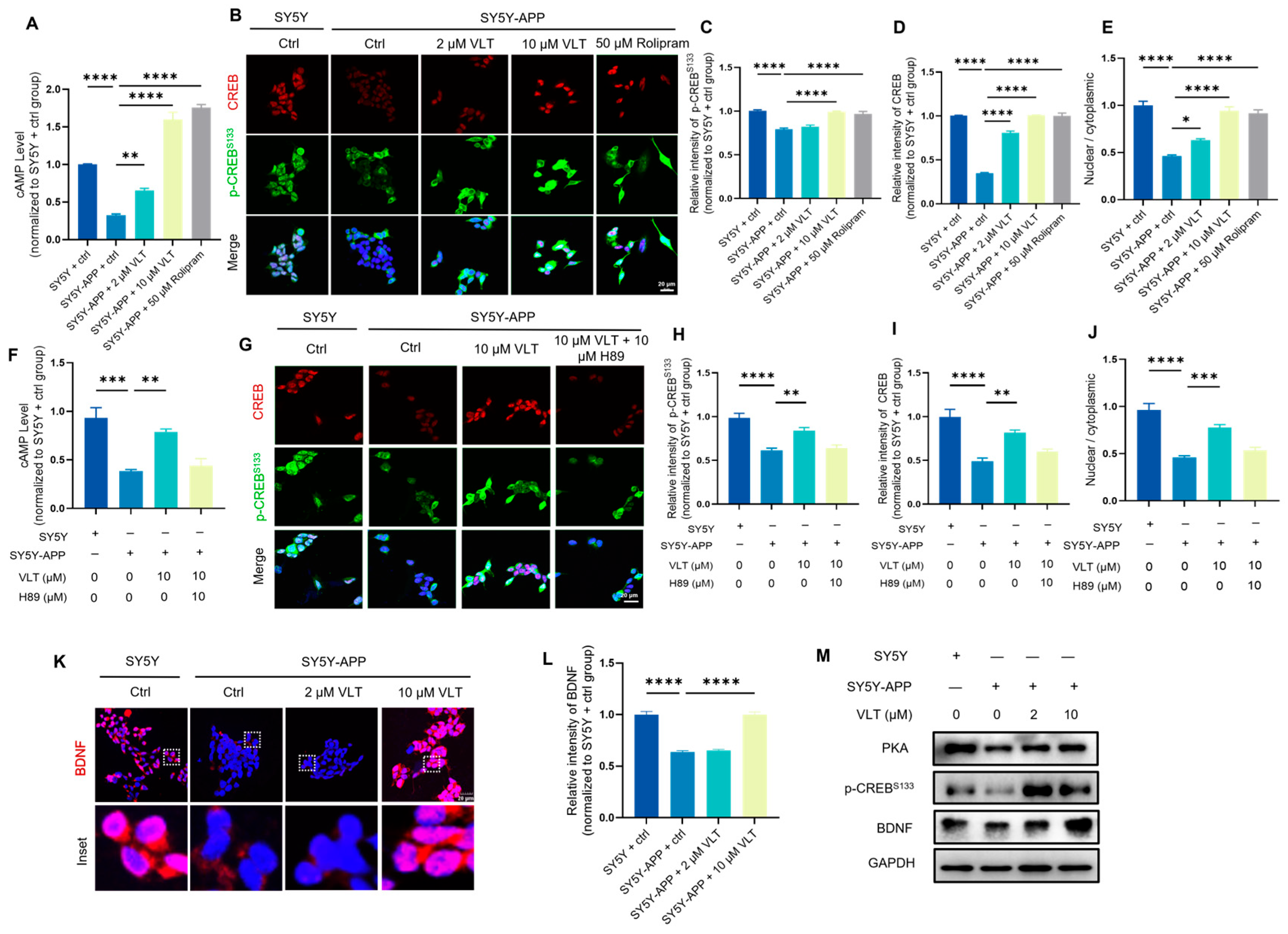 Variecolactone, a Natural PDE4 Inhibitor from Marine-Derived ...