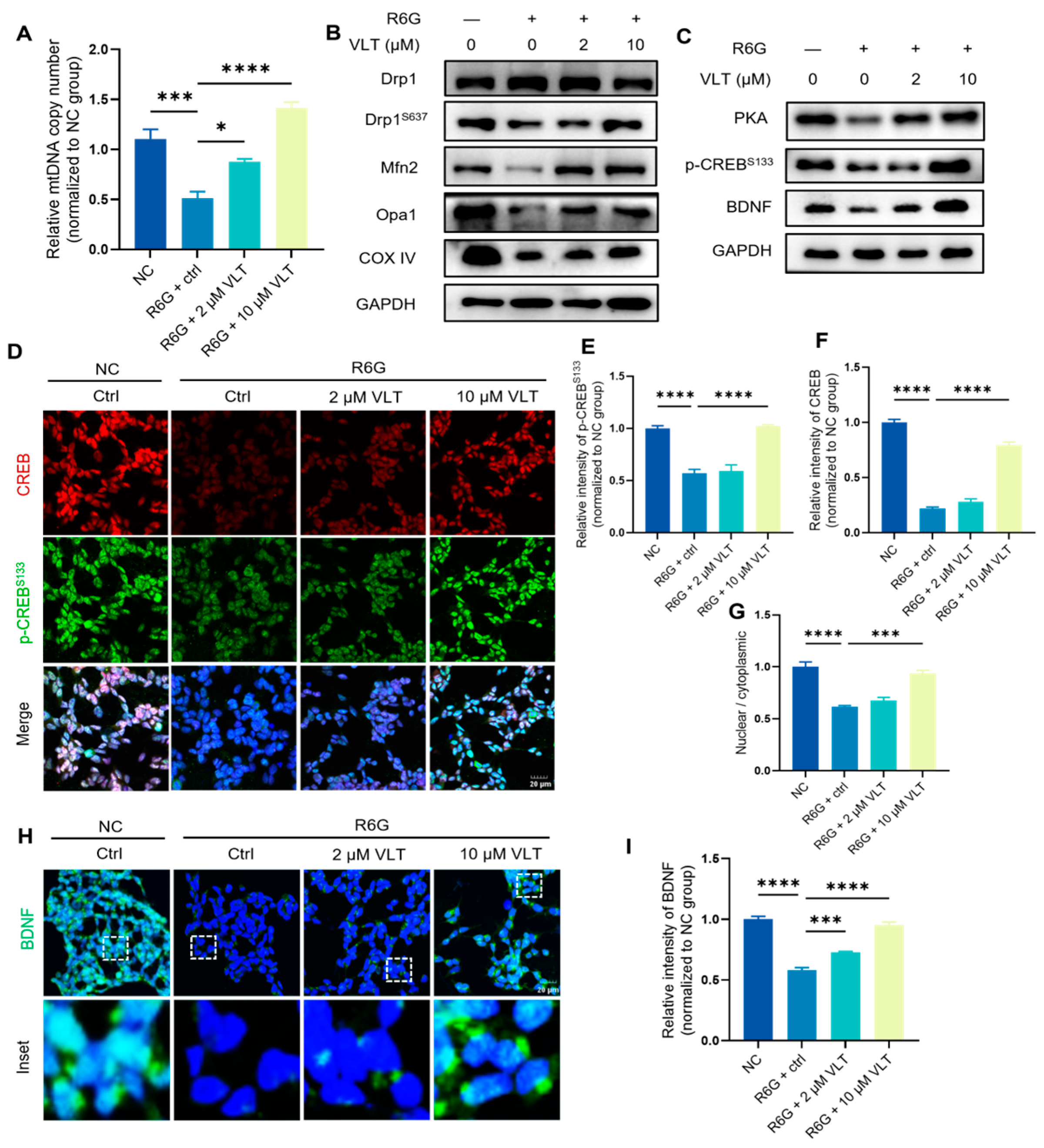 Variecolactone, a Natural PDE4 Inhibitor from Marine-Derived ...