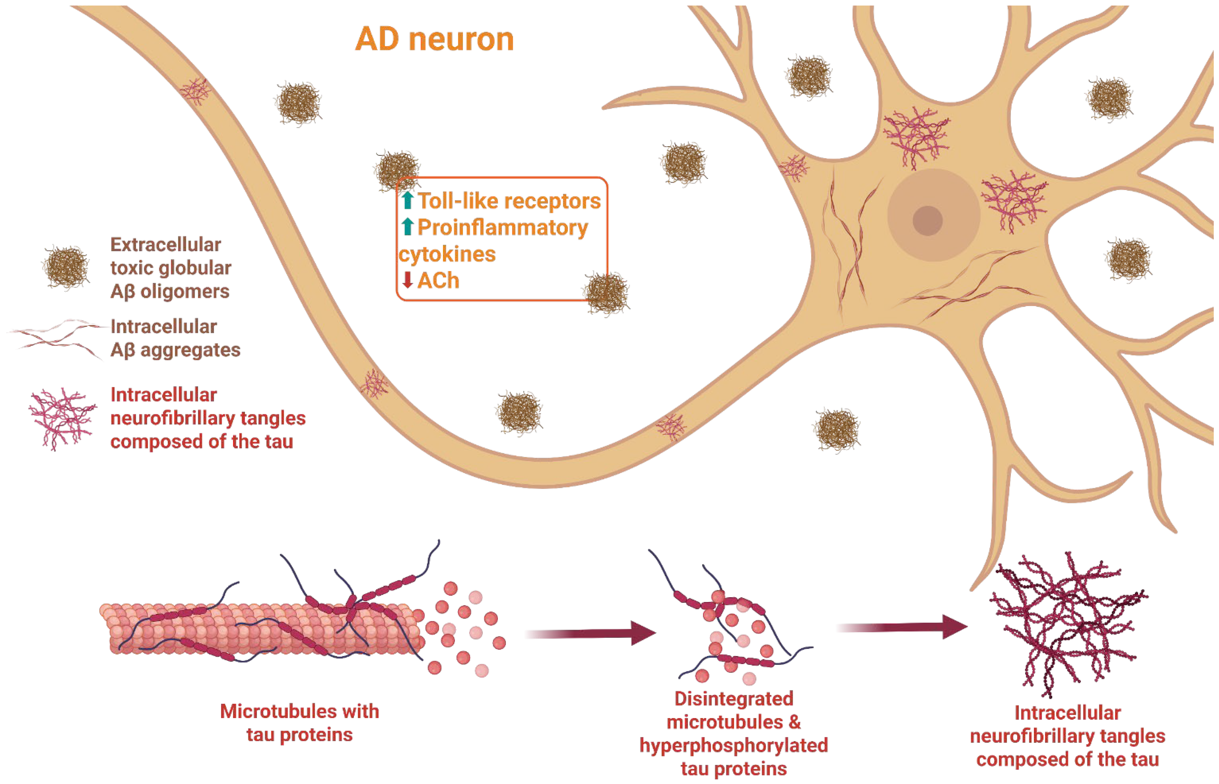Tau and β-Amyloid Relevant Pathology as a Central Therapeutic Target in ...