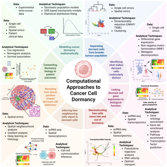 Computational Approaches to Cancer Cell Dormancy: From Detection to ...