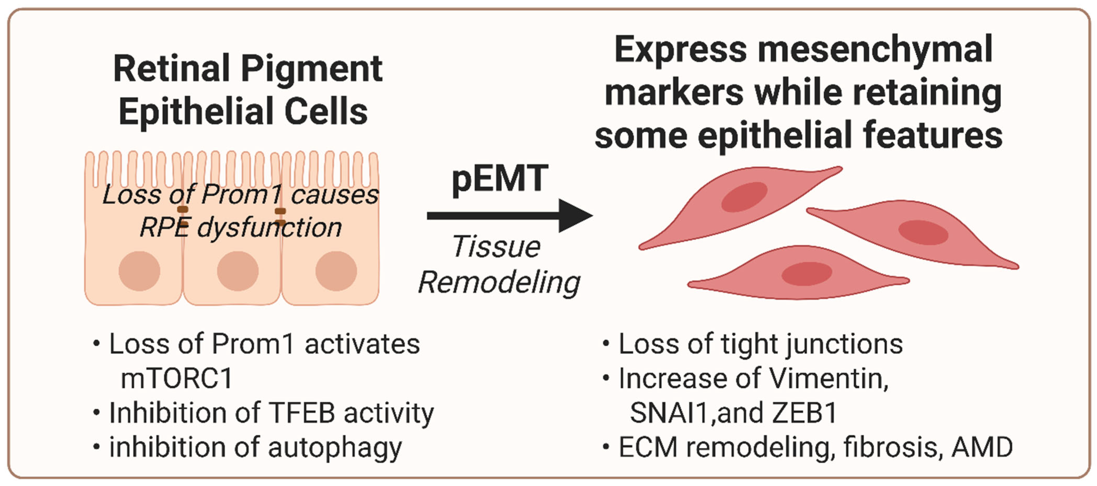 Prominin-1 and Retinal Degenerative Disorders: Expanding the Biology ...