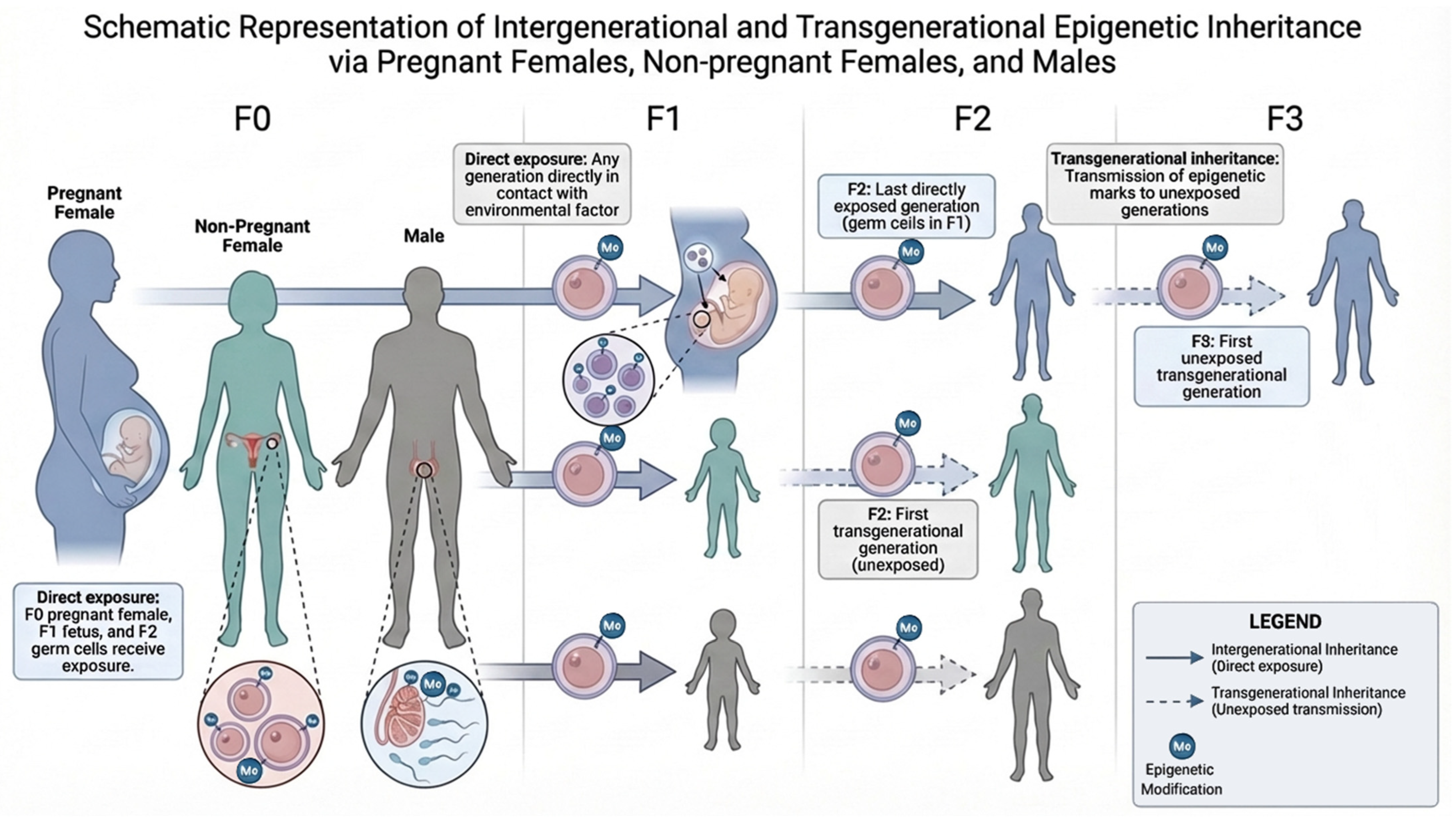 Developmental Epigenetics Germline and Embryonic Mechanisms in the Epigenetic Inheritance of ...