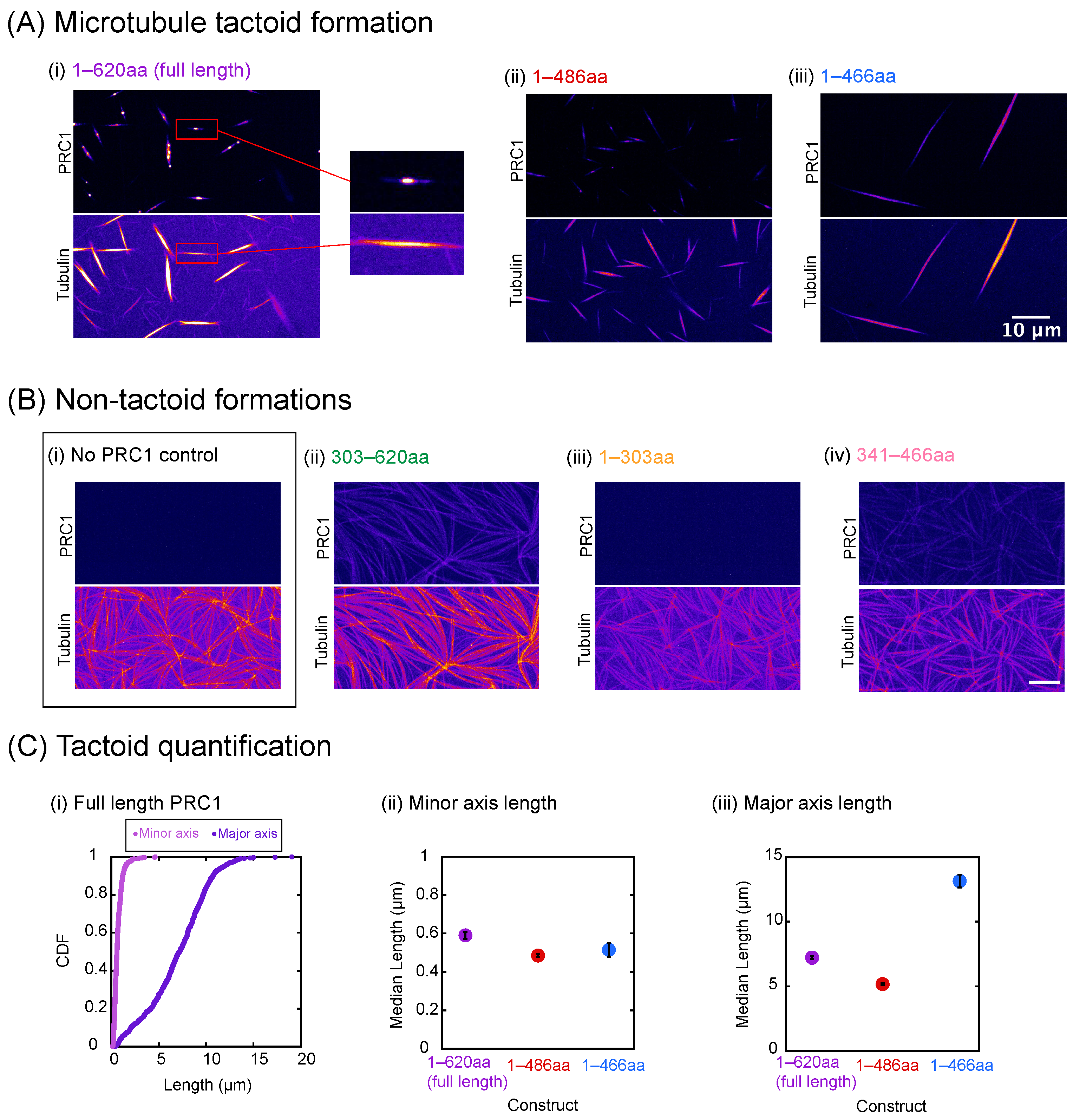 Tactoid Rbcs Assembly of Microtubule Tactoids Through Condensates of PRC1 Constructs