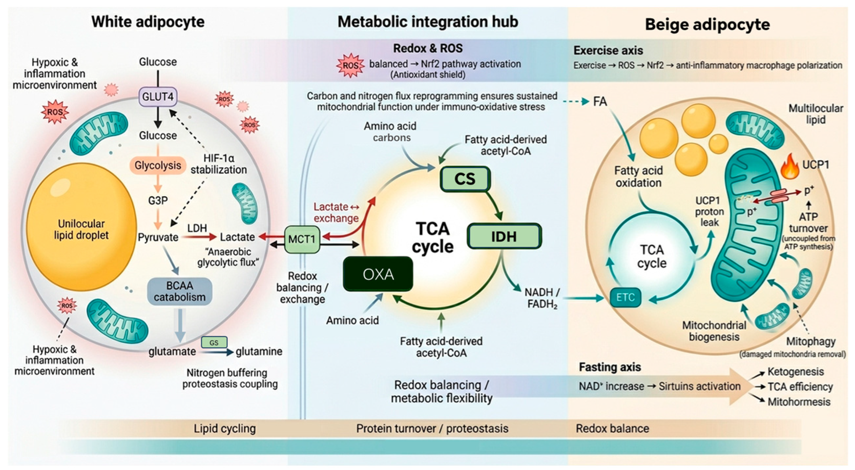 Rewiring Adipocyte Plasticity: The Redox–Mitochondrial Axis as a Driver ...