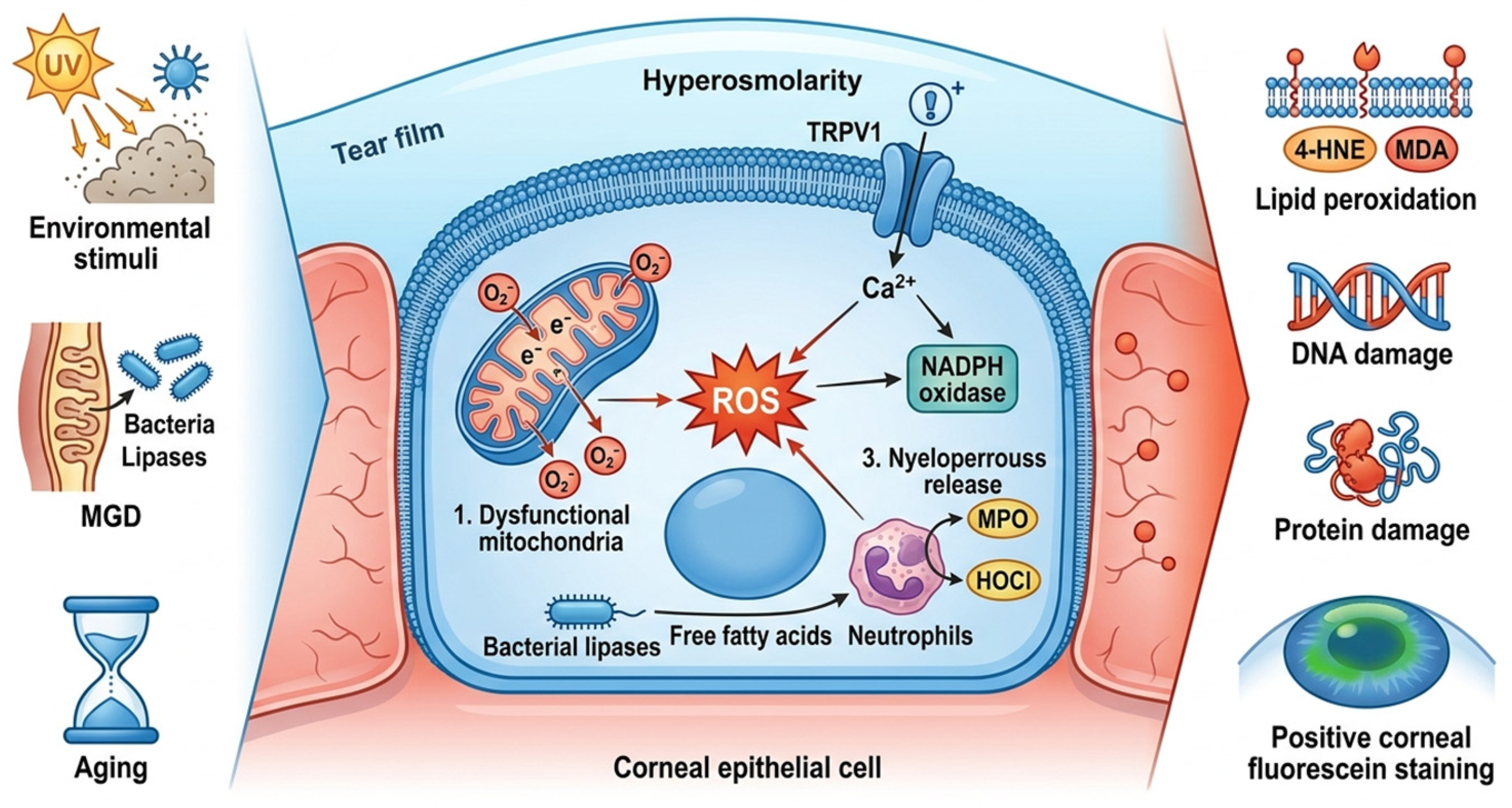 Oxidative Stress in Dry Eye Disease: Molecular Mechanisms and Emerging ...