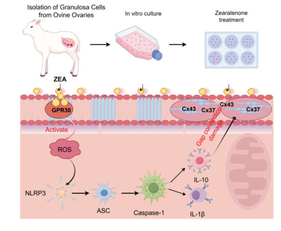 Zearalenone Induces Gap Junction Damage in Ovine Ovarian Granulosa Cells by Upregulating GPR30 and Activating the Oxidative Stress–NLRP3 Inflammasome Axis