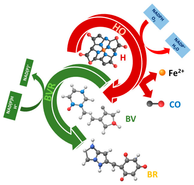 Carbon Monoxide: A Context-Dependent Regulator of the Stress Axis