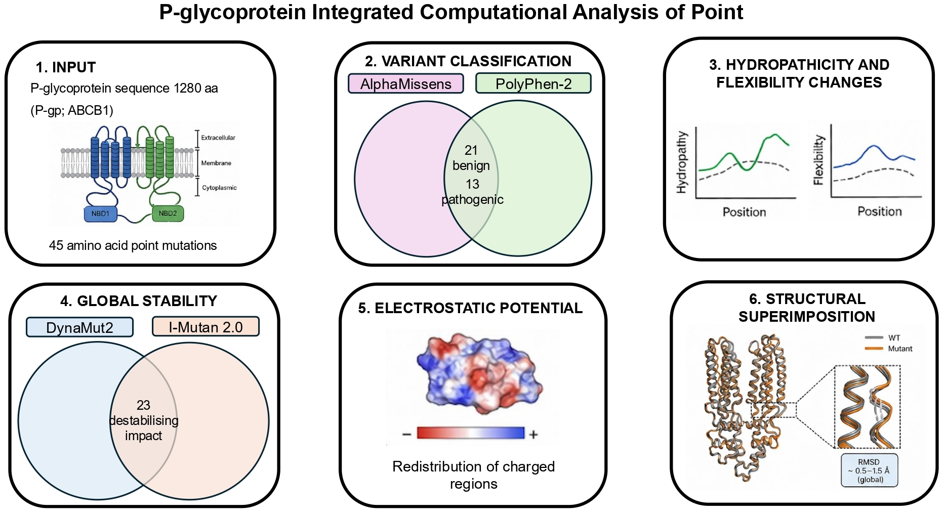 Effects of Amino Acid Point Mutations on the Local Hydrophobicity ...