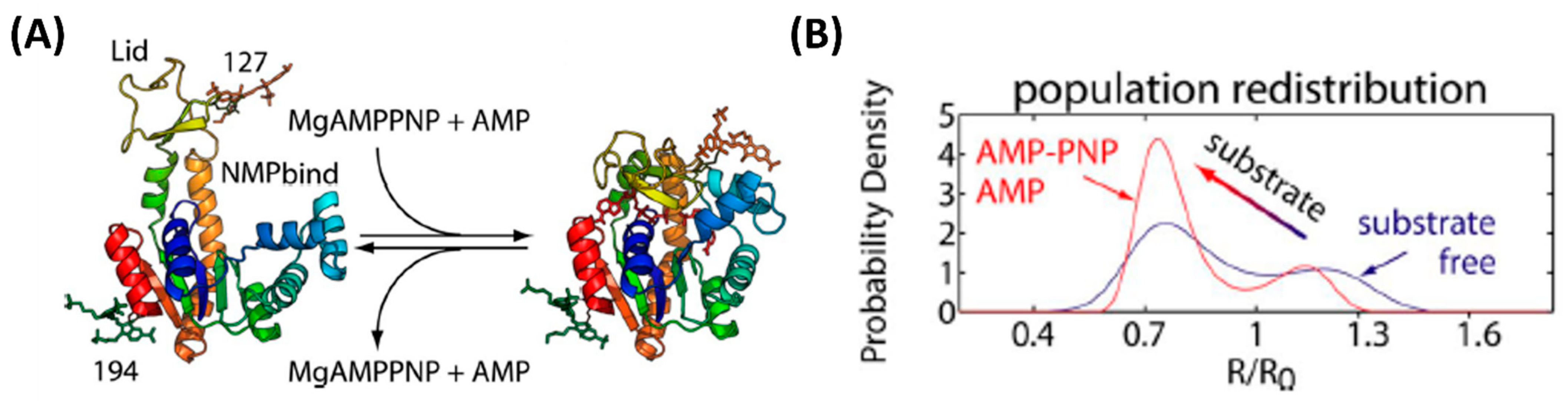 Biophysica | Free Full-Text | Analysis Of Enzyme Conformation Dynamics ...