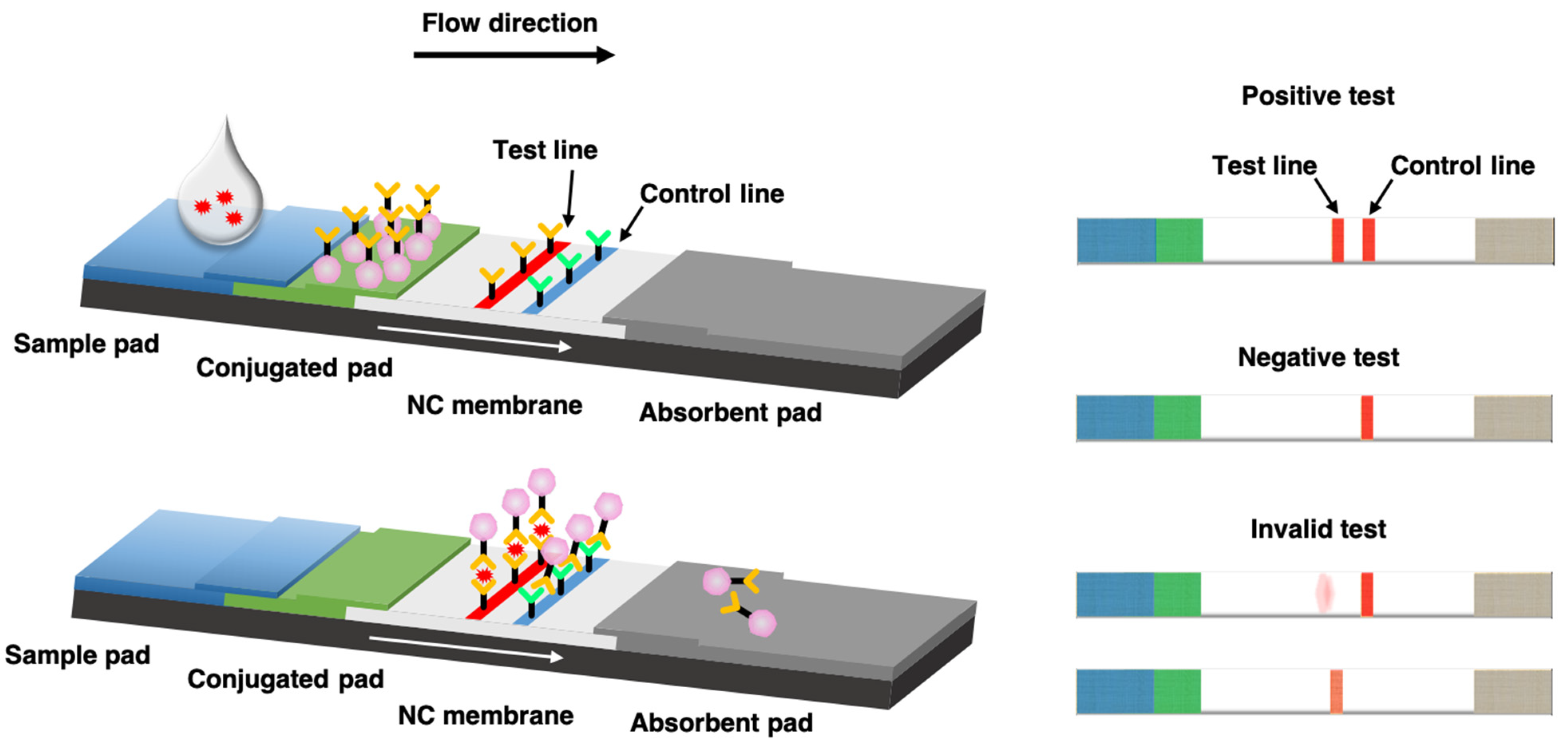 Rapid One-Pot Detection of SARS-CoV-2 Based on a Lateral Flow