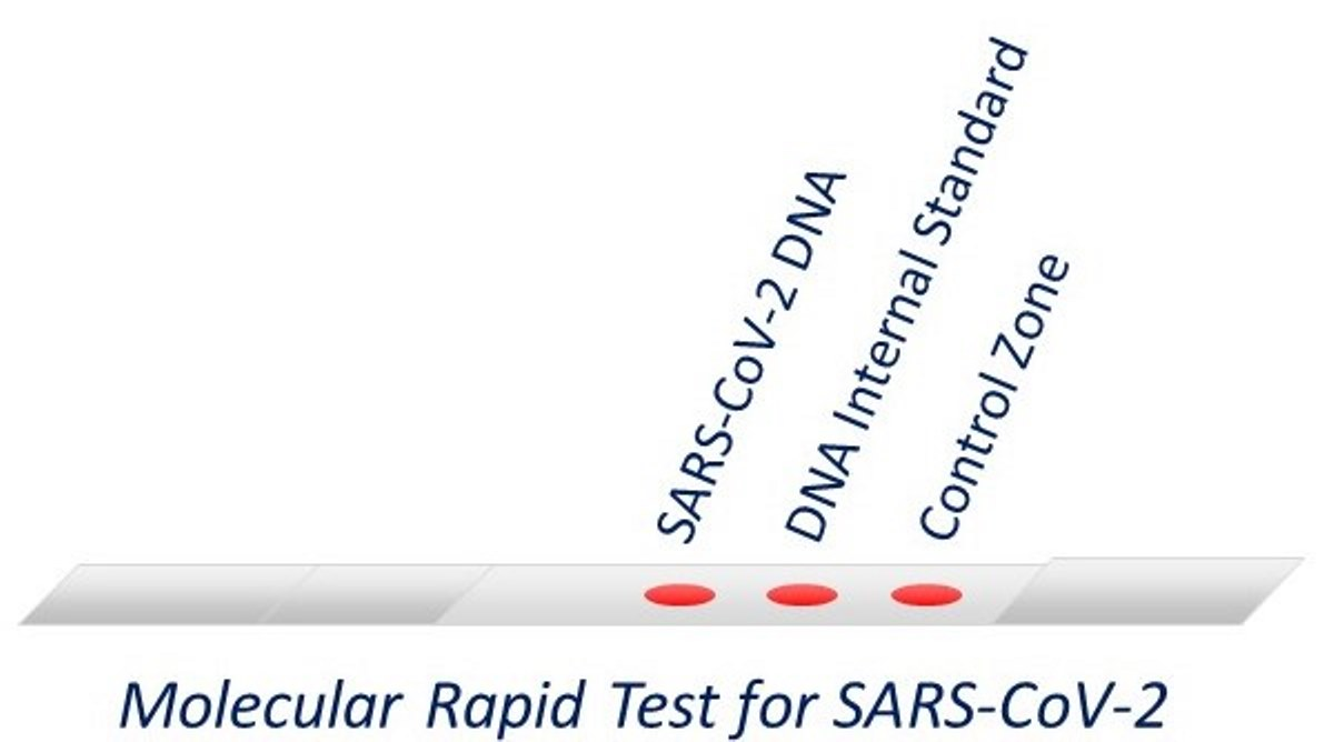 Biosensors Free Full-Text A Molecular Lateral Flow Assay for SARS-CoV-2 Quantitative Detection