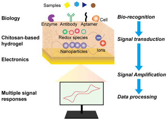Biosensors | Free Full-Text | Chitosan-Based Hydrogels for 