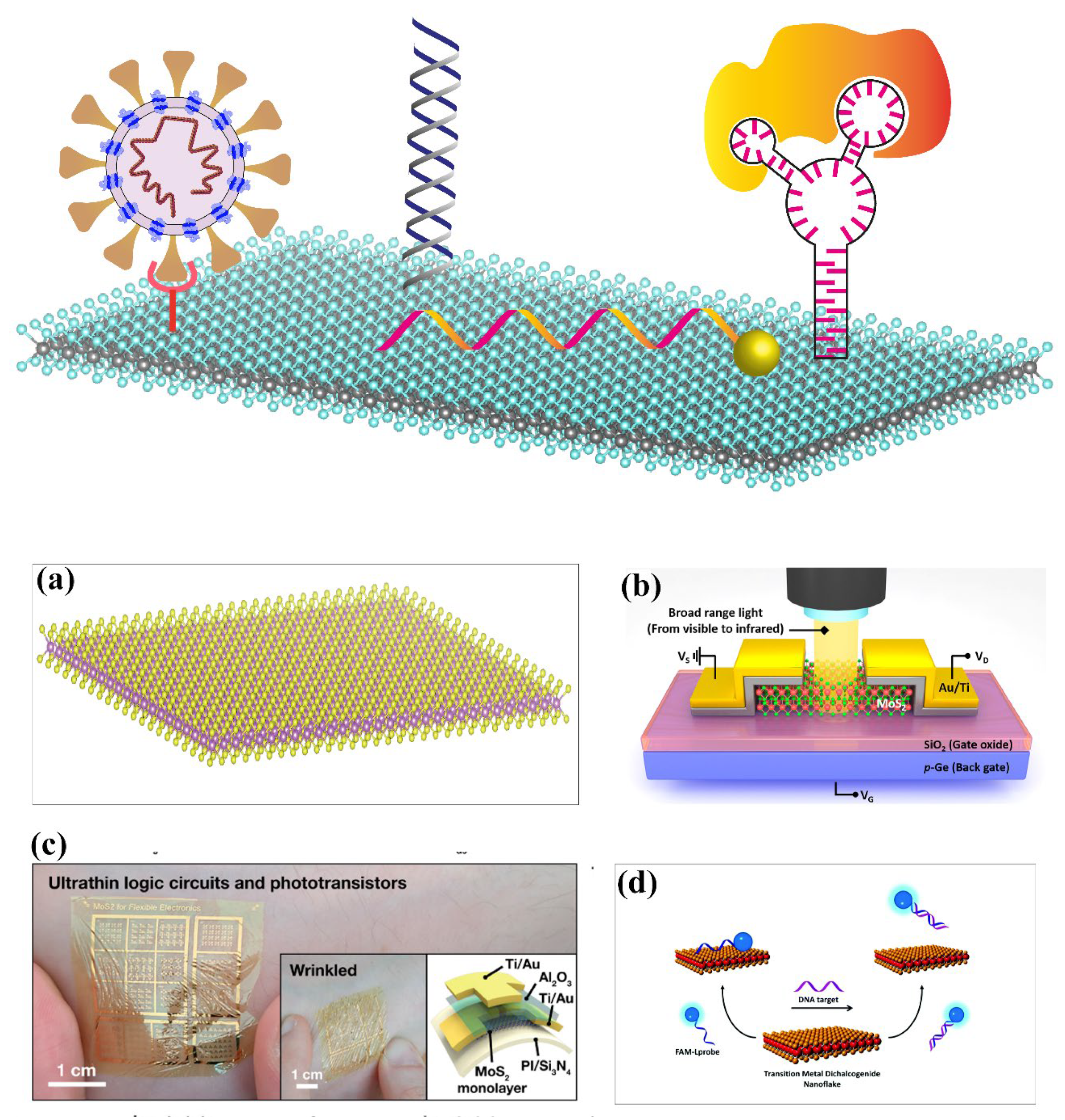 Biosensors | Free Full-Text to Metal Transition Dichalcogenide Based | Applications Two-Dimensional From Fundamentals Healthcare Biosensors