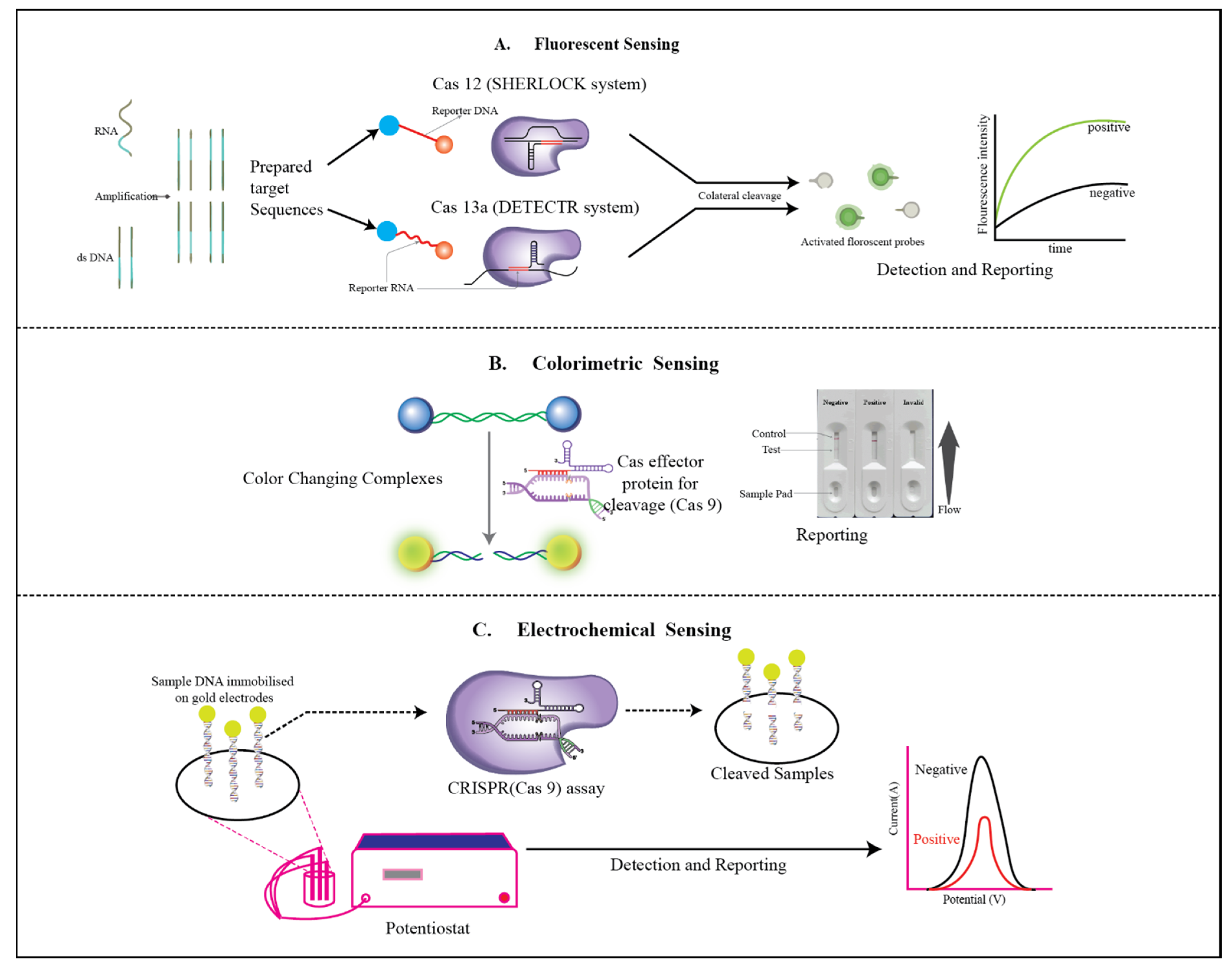 Biosensors | Free Full-Text | Advancements in CRISPR-Based Biosensing ...