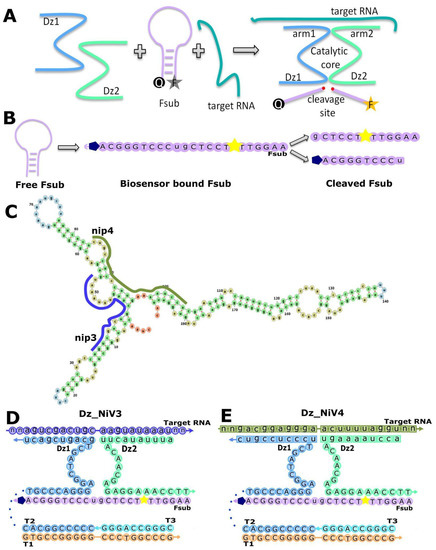 Biosensors | Free Full-Text | A Novel DNAzyme-Based Fluorescent ...