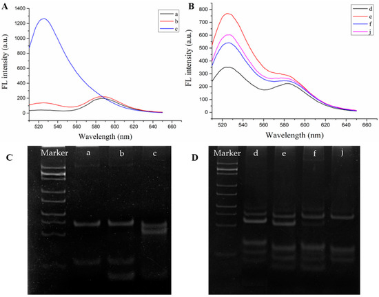 22+ Diagram Of Gel Electrophoresis