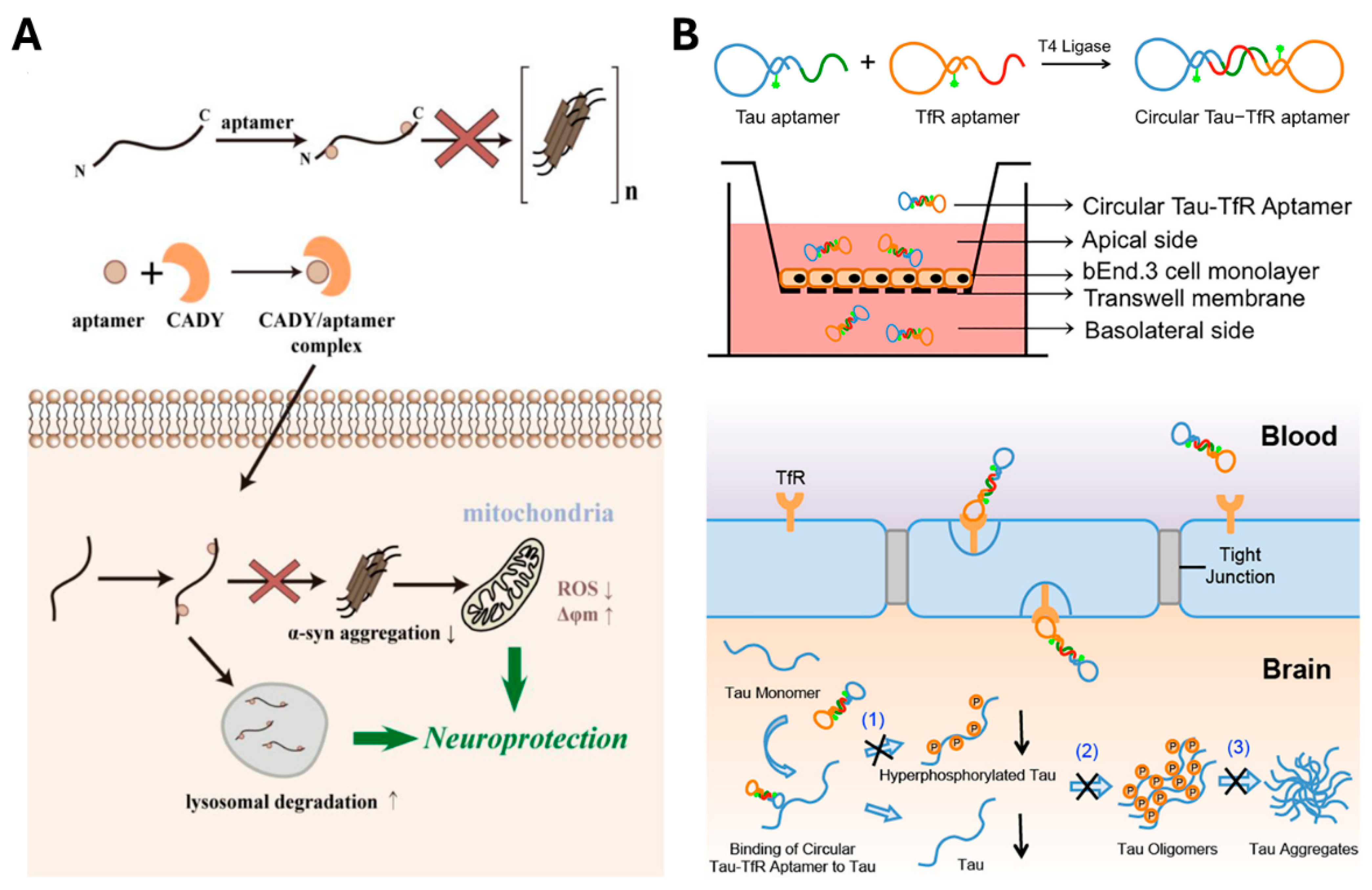 Aptamers as Diagnostic and Therapeutic Agents for Aging and