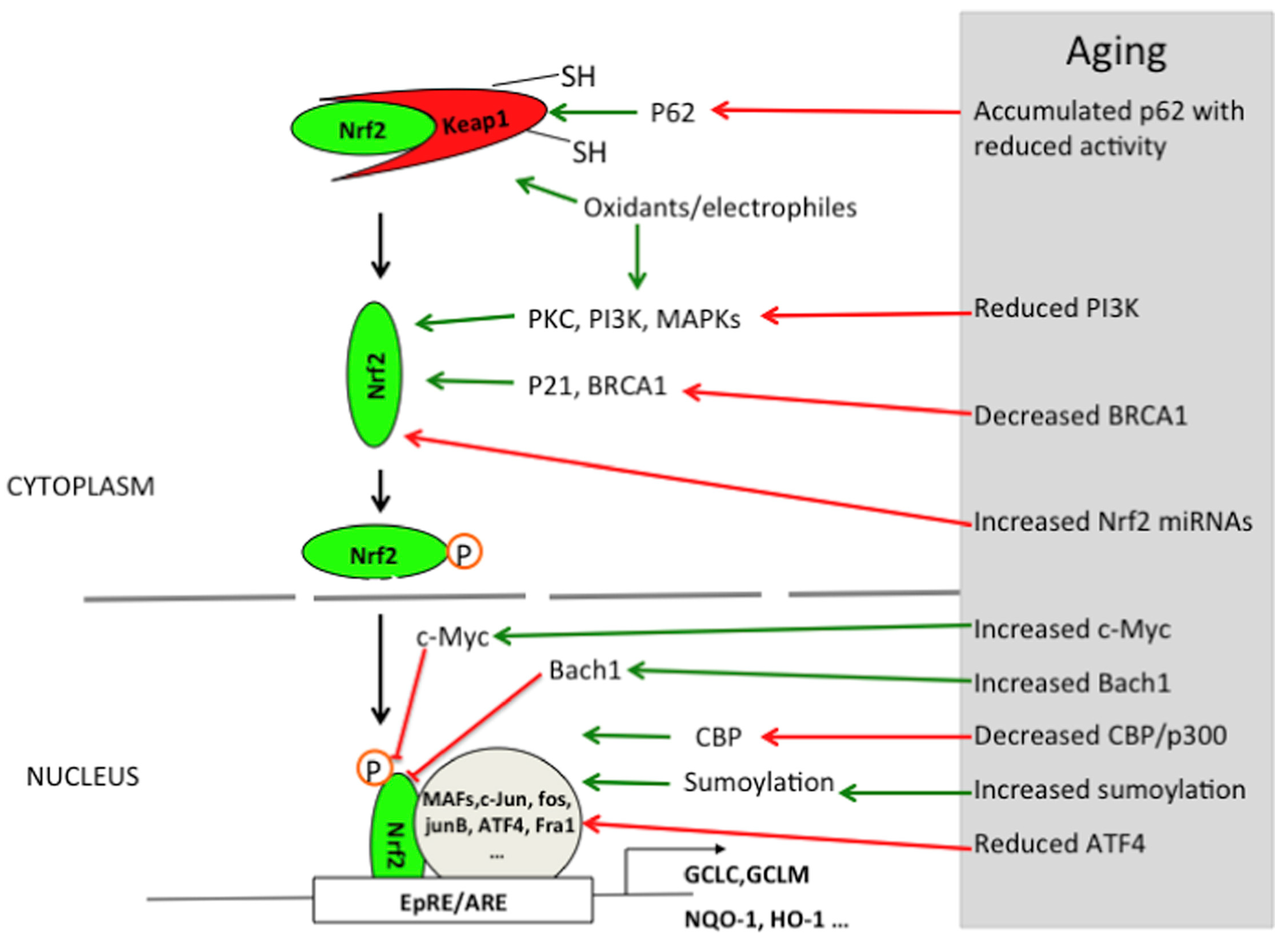 デパート 送料無料 of Tracking High-Resolution Aging-Related Molecules Small スノーボード