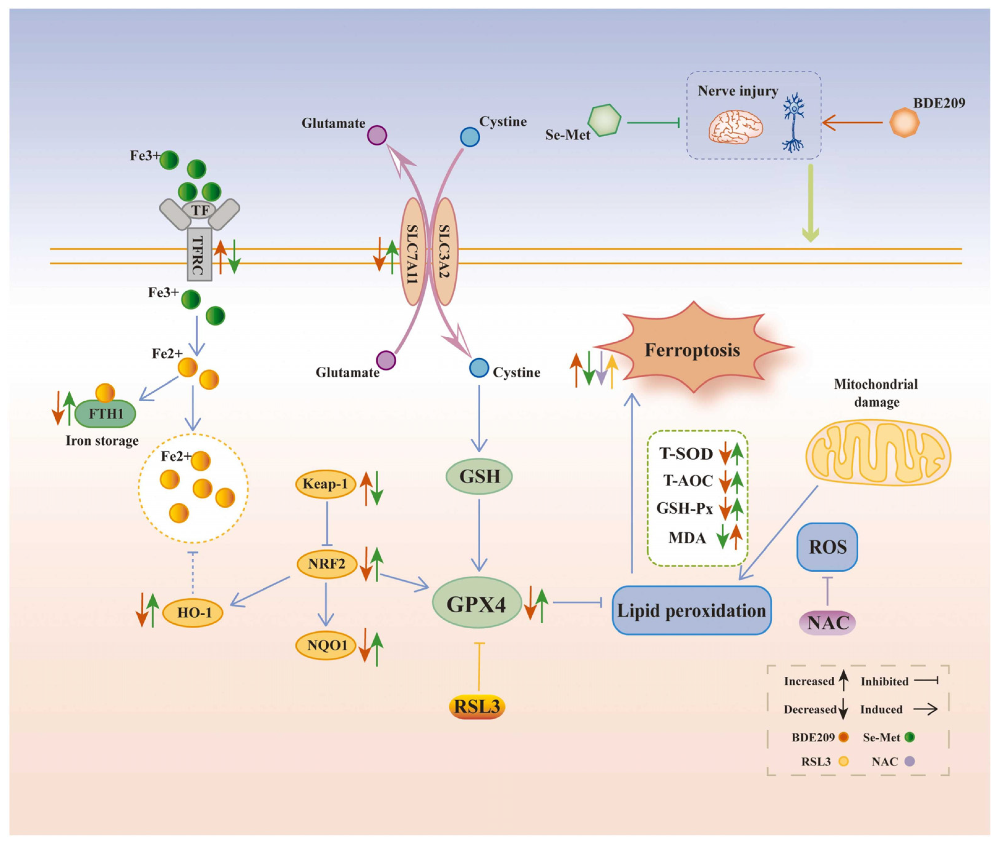 High-Resolution Tracking of Aging-Related Small Molecules