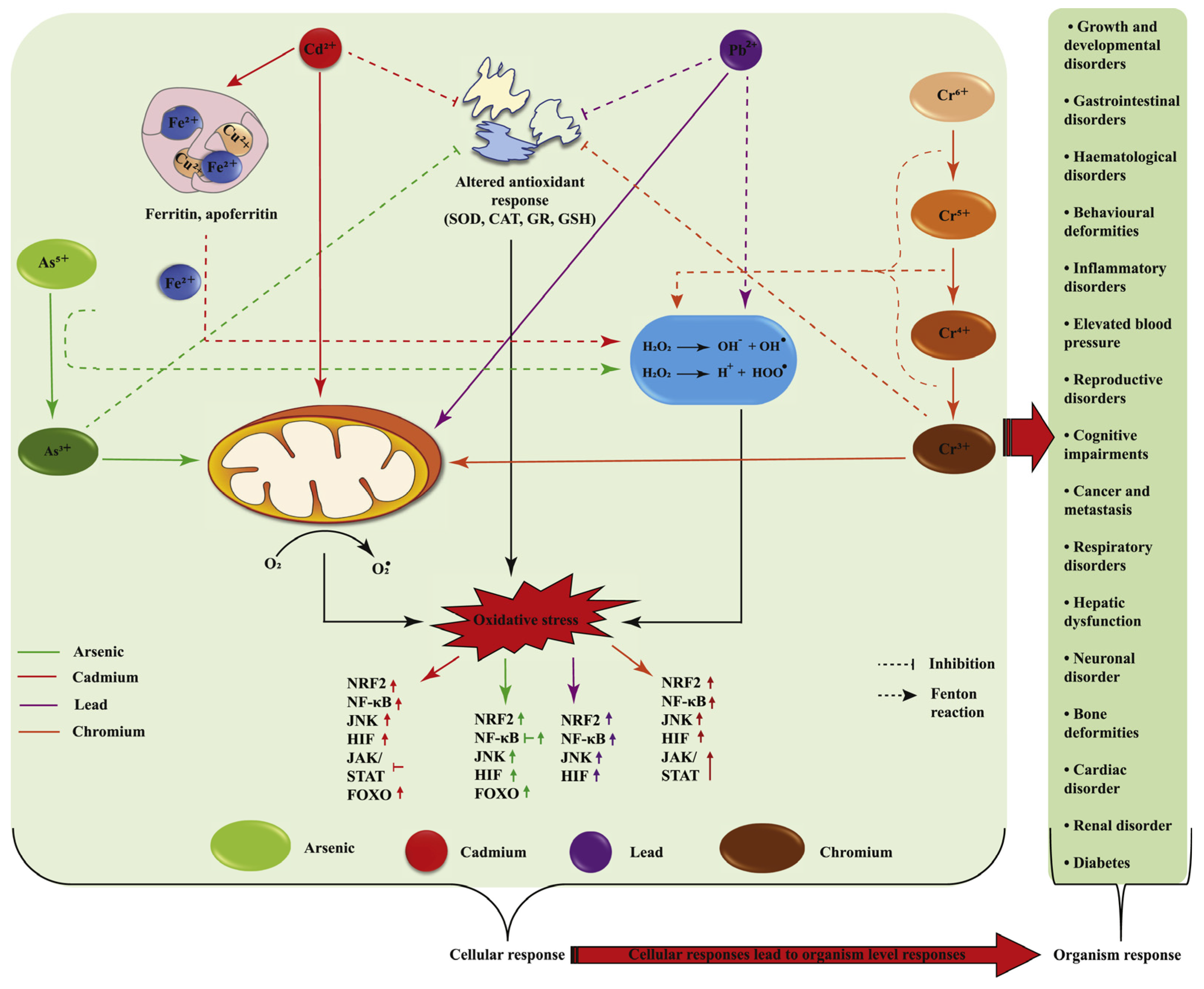 High-Resolution Tracking of Aging-Related Small Molecules