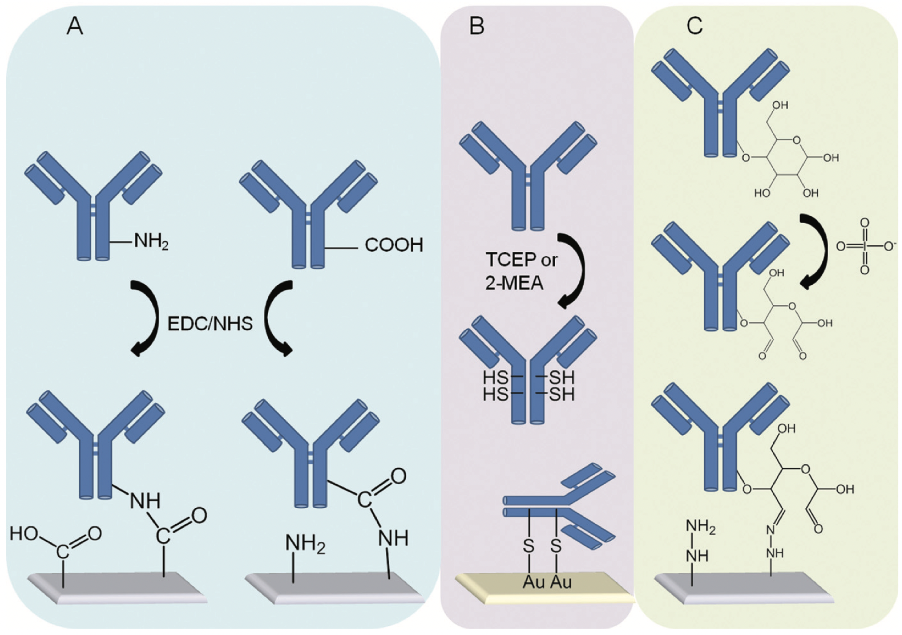 マススペクトロメトリー Frontiers | Utilization of artificial circular RNAs as miRNA