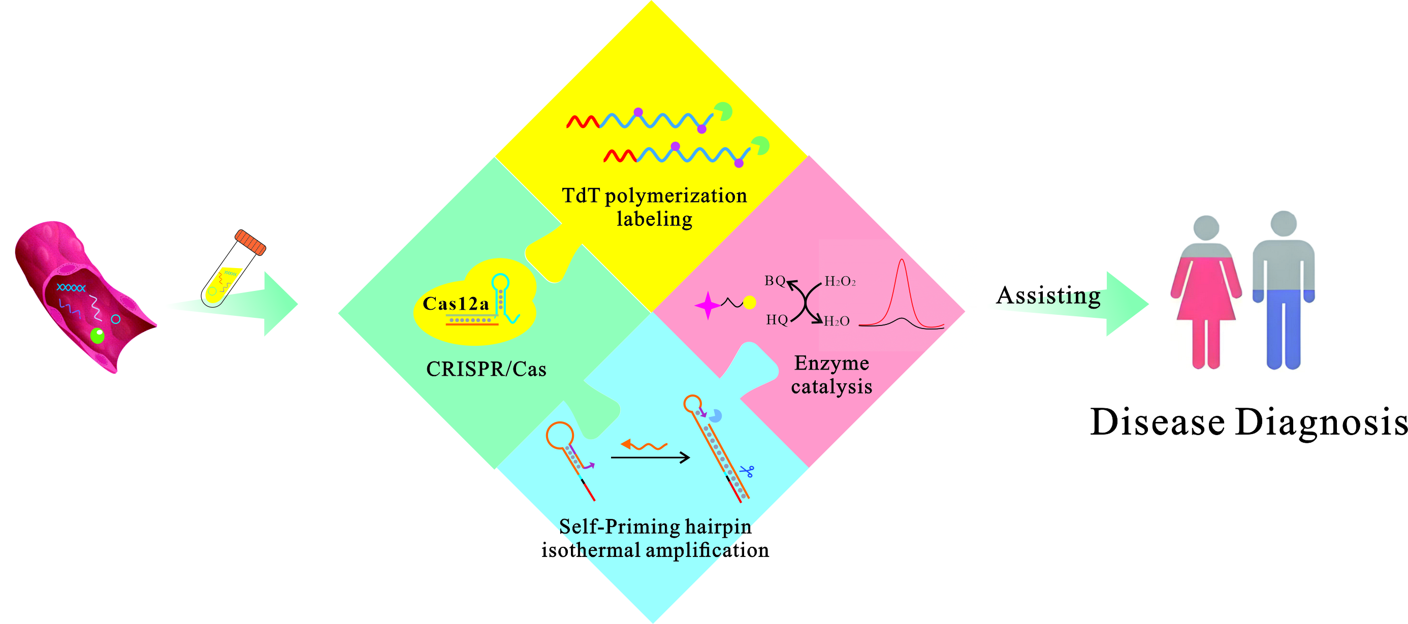 Engineering a CRISPR-Mediated Dual Signal Amplification-Based Biosensor ...
