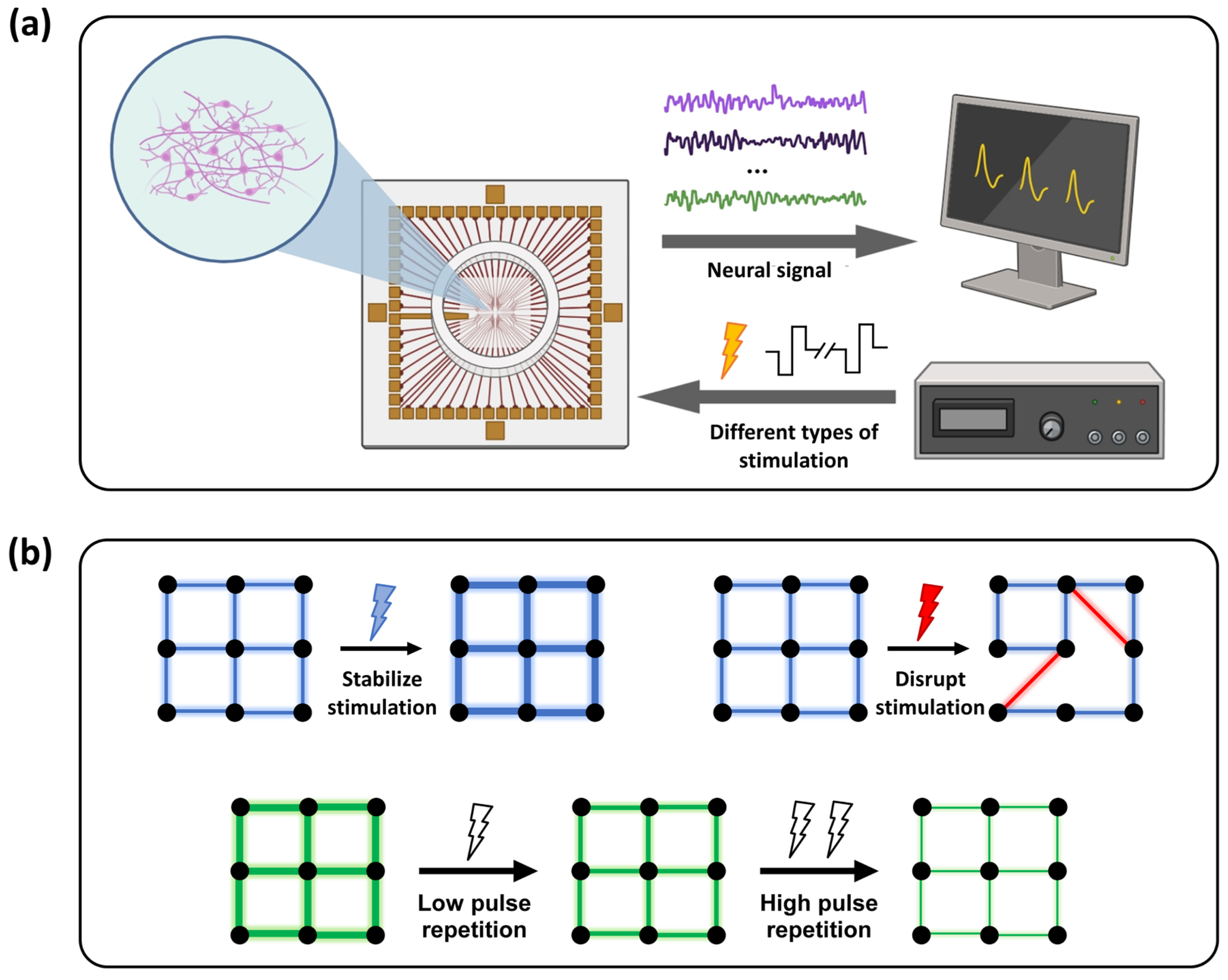 Regulation of Synaptic Plasticity and Adaptive Convergence Under ...