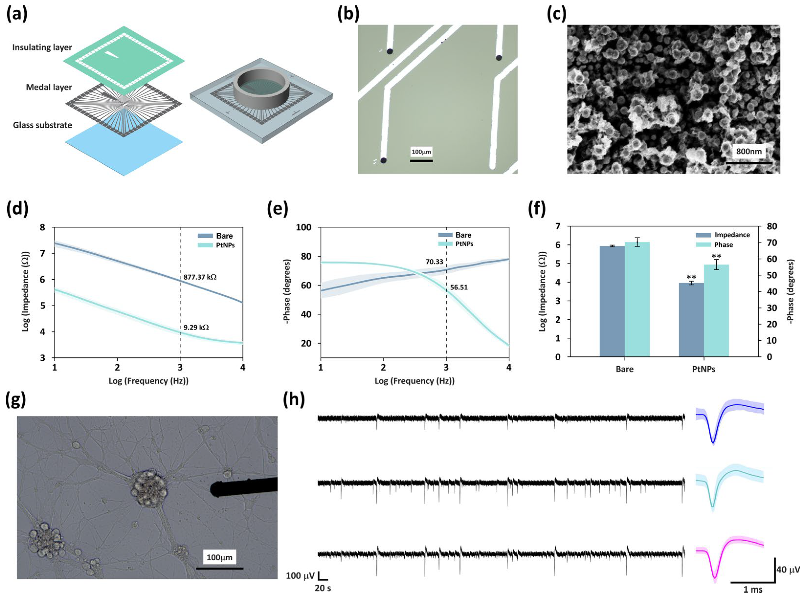 Regulation of Synaptic Plasticity and Adaptive Convergence Under ...