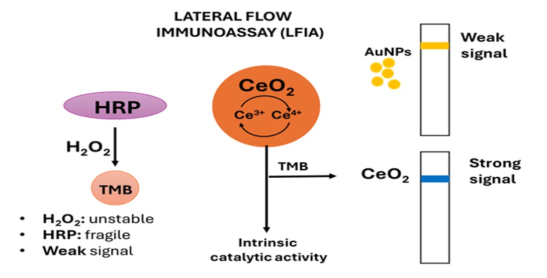 Overcoming HRP/TMB/H2O2 Limitations in LFIAs Using Cerium Oxide ...