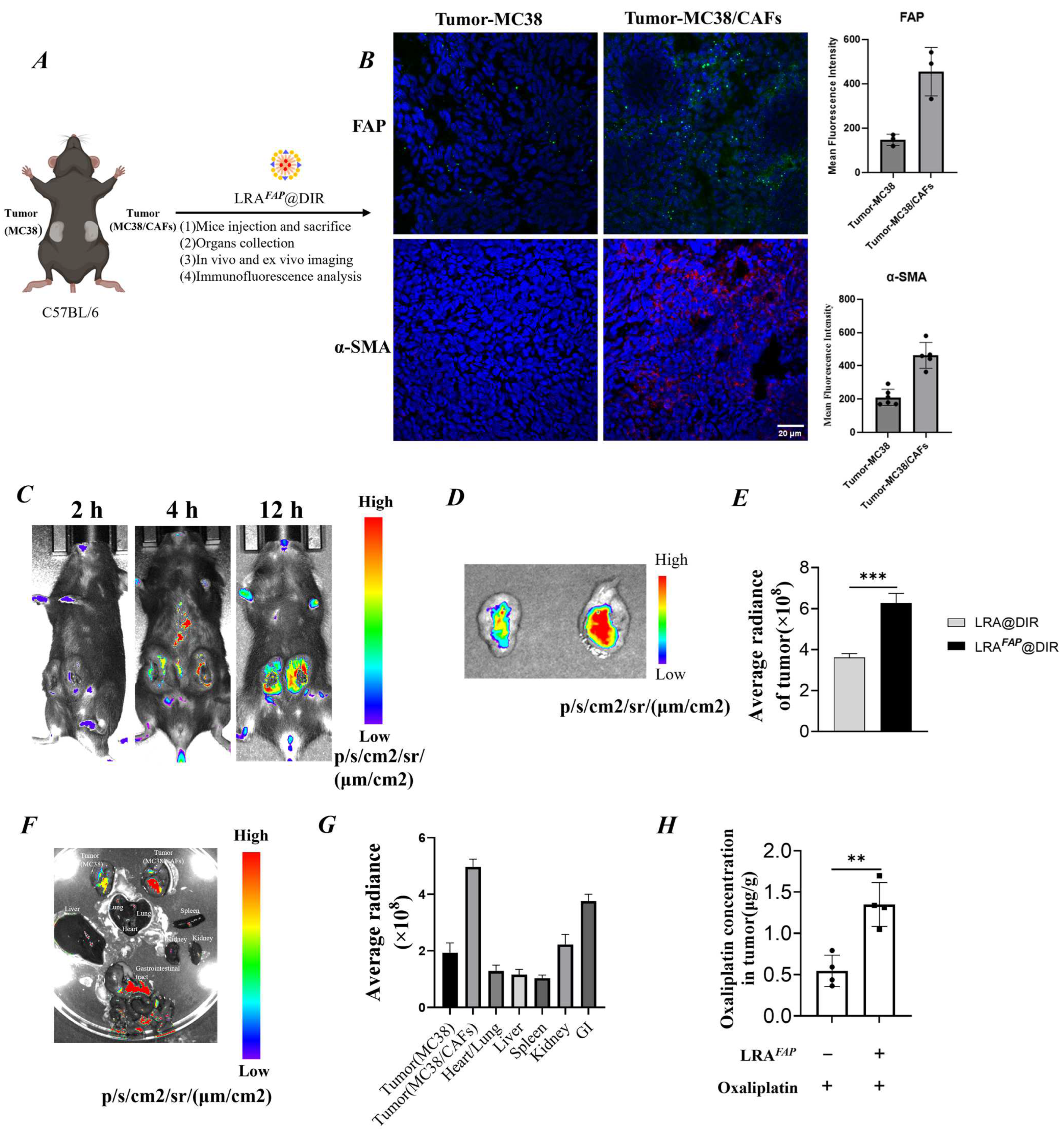 FAP-Anchored Retinoic Acid Nanoparticles for Stromal Reprogramming and ...