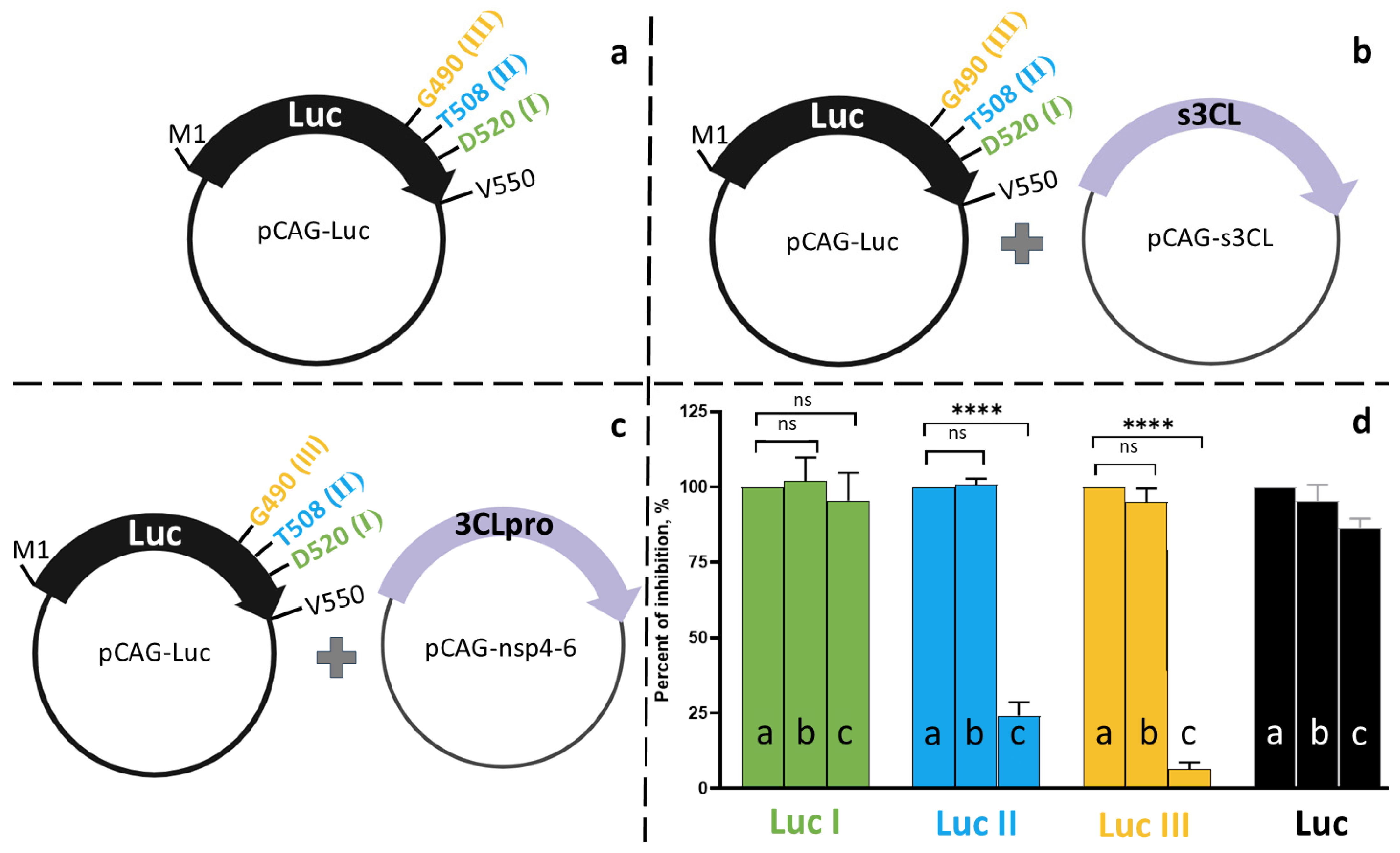 Cell-Based Luciferase Assay for Testing SARS-CoV-2 3CL Protease Inhibitors