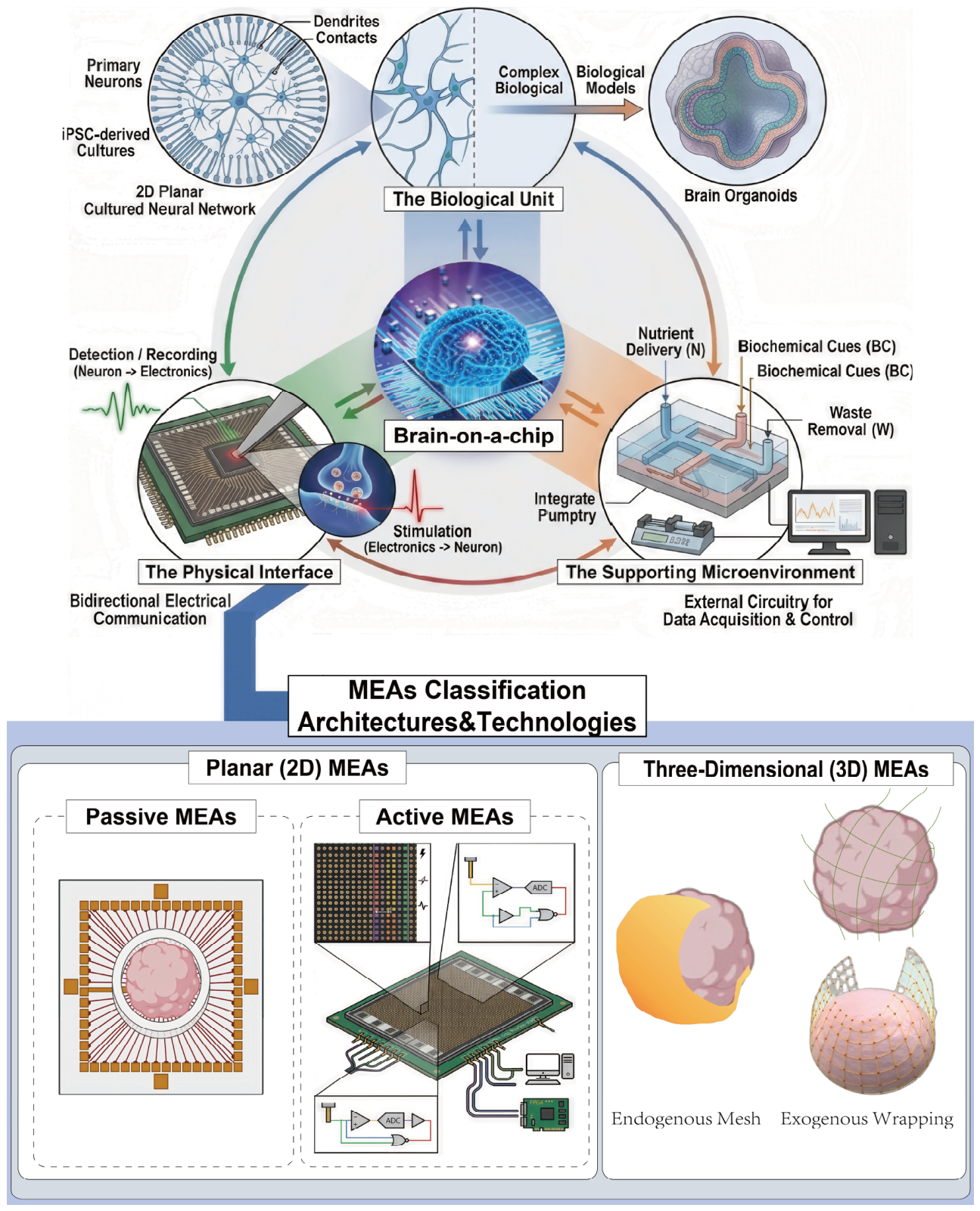 Microelectrode Arrays Technology for Brain-on-a-Chip Applications