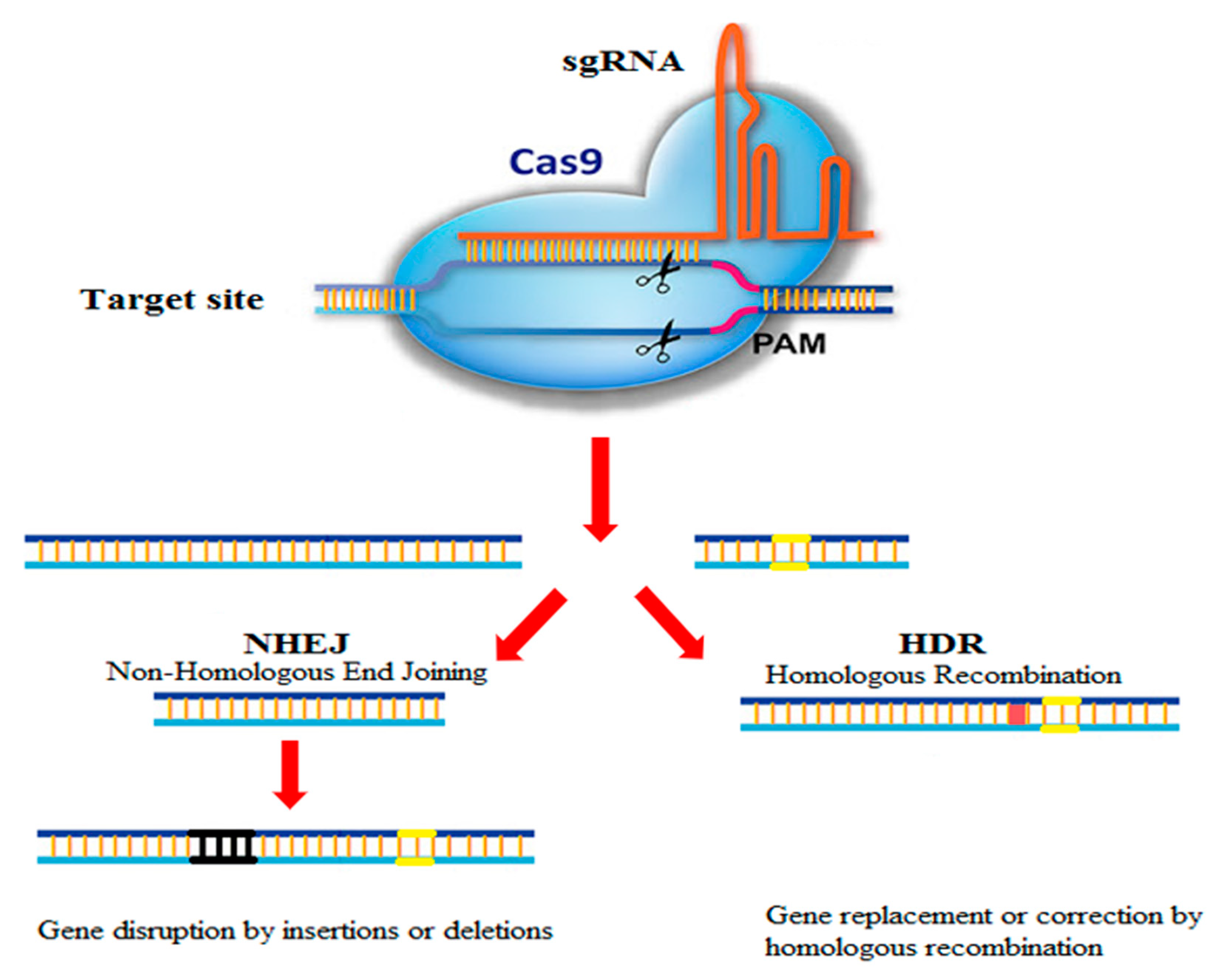 BioTech | Free Full-Text | Applications of CRISPR-Cas9 as an Advanced  Genome Editing System in Life Sciences
