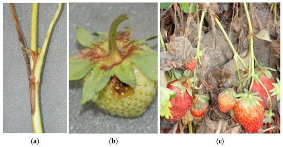 Strategies for Effective Management of Botrytis and Anthracnose Fruit Rot  in Strawberries