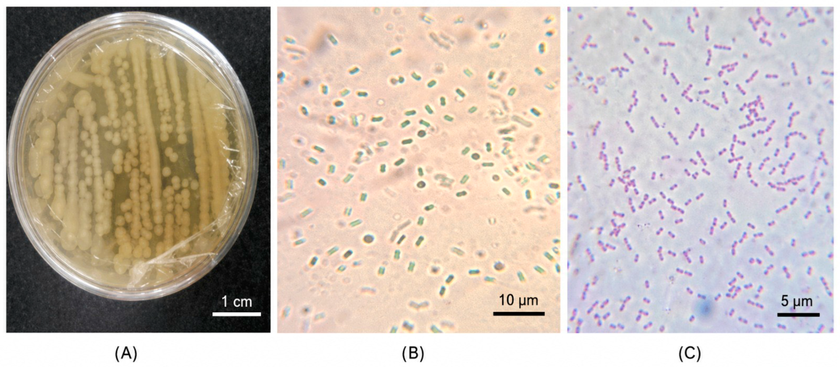 Bacillus vallismortis Bioextracts Combined with Cold Plasma Air for ...