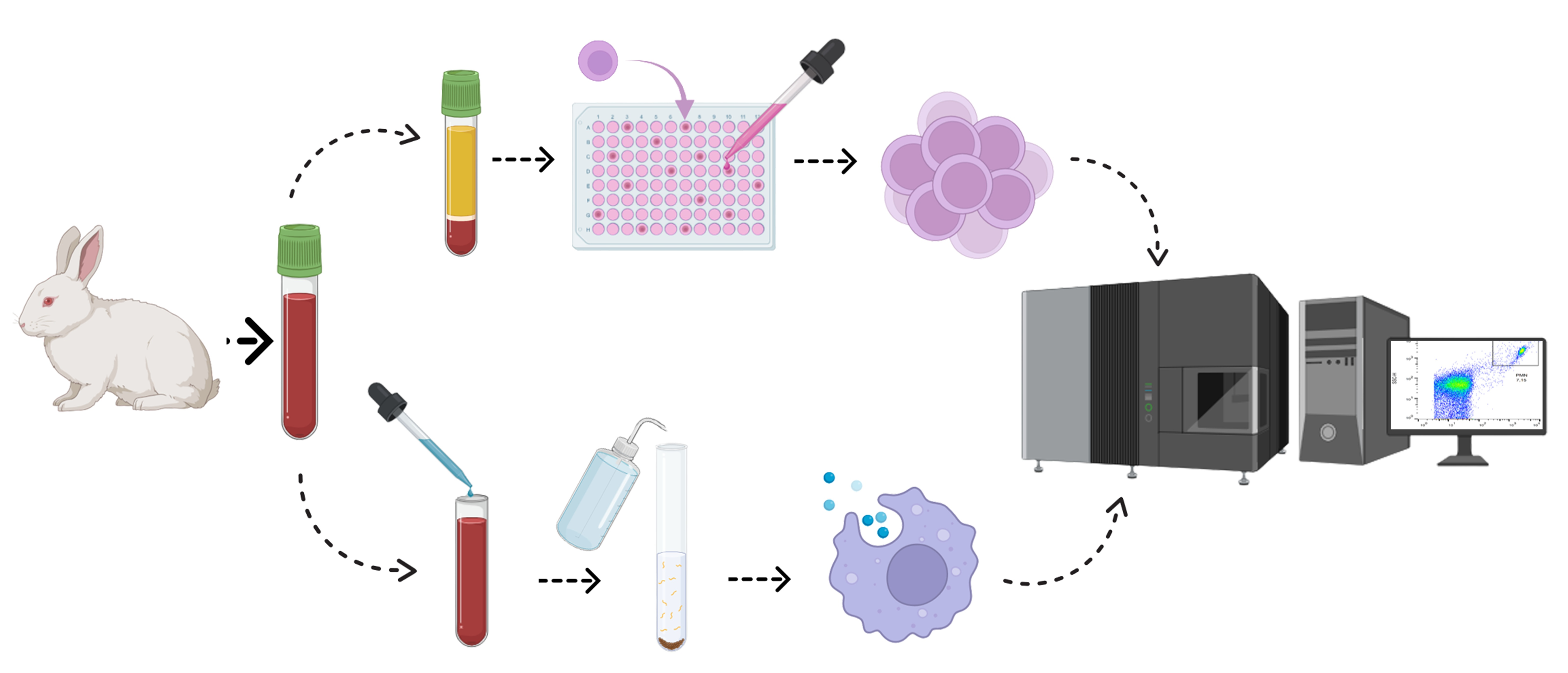 Rabbit Immune Cell Function: In Vitro Assays for Immunological ...