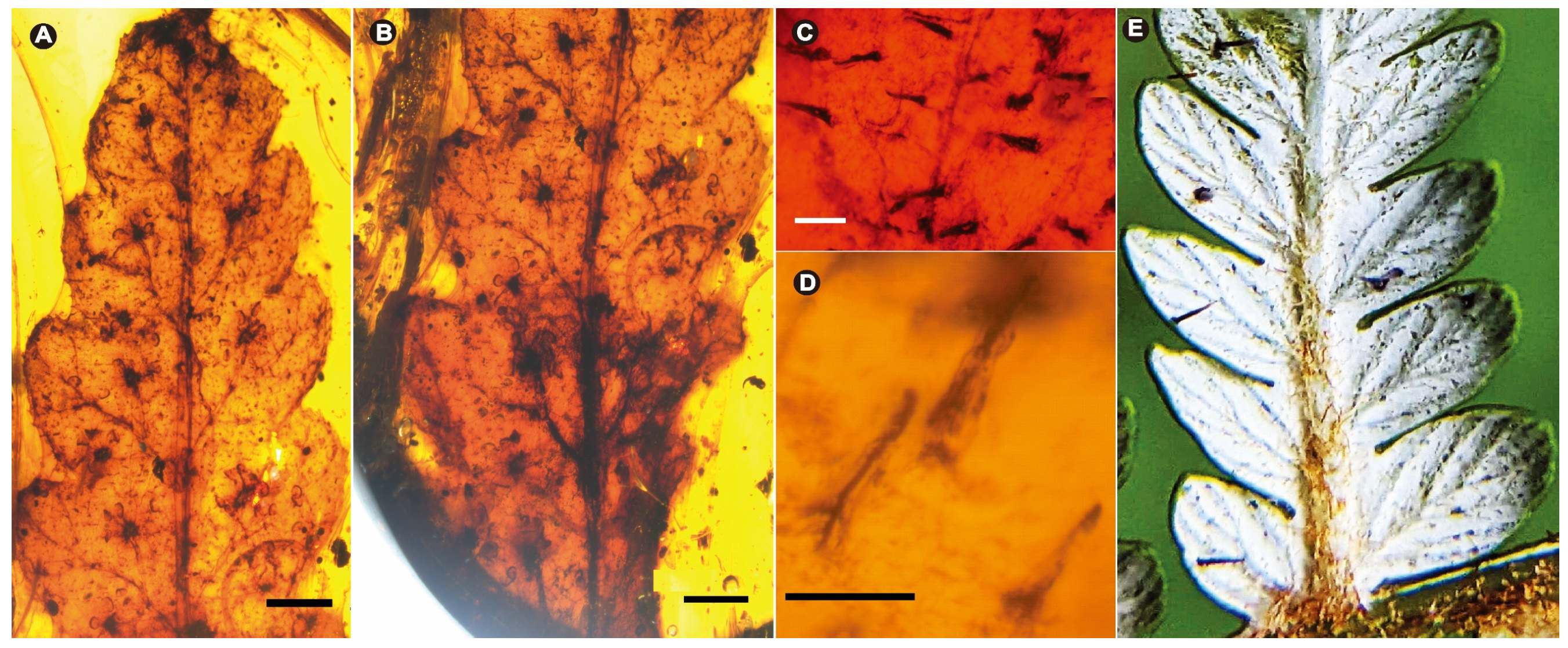 Megaphyton Tree A Fossil of the Austral Tree Fern Genus Lophosoria (Dicksoniaceae) from ...