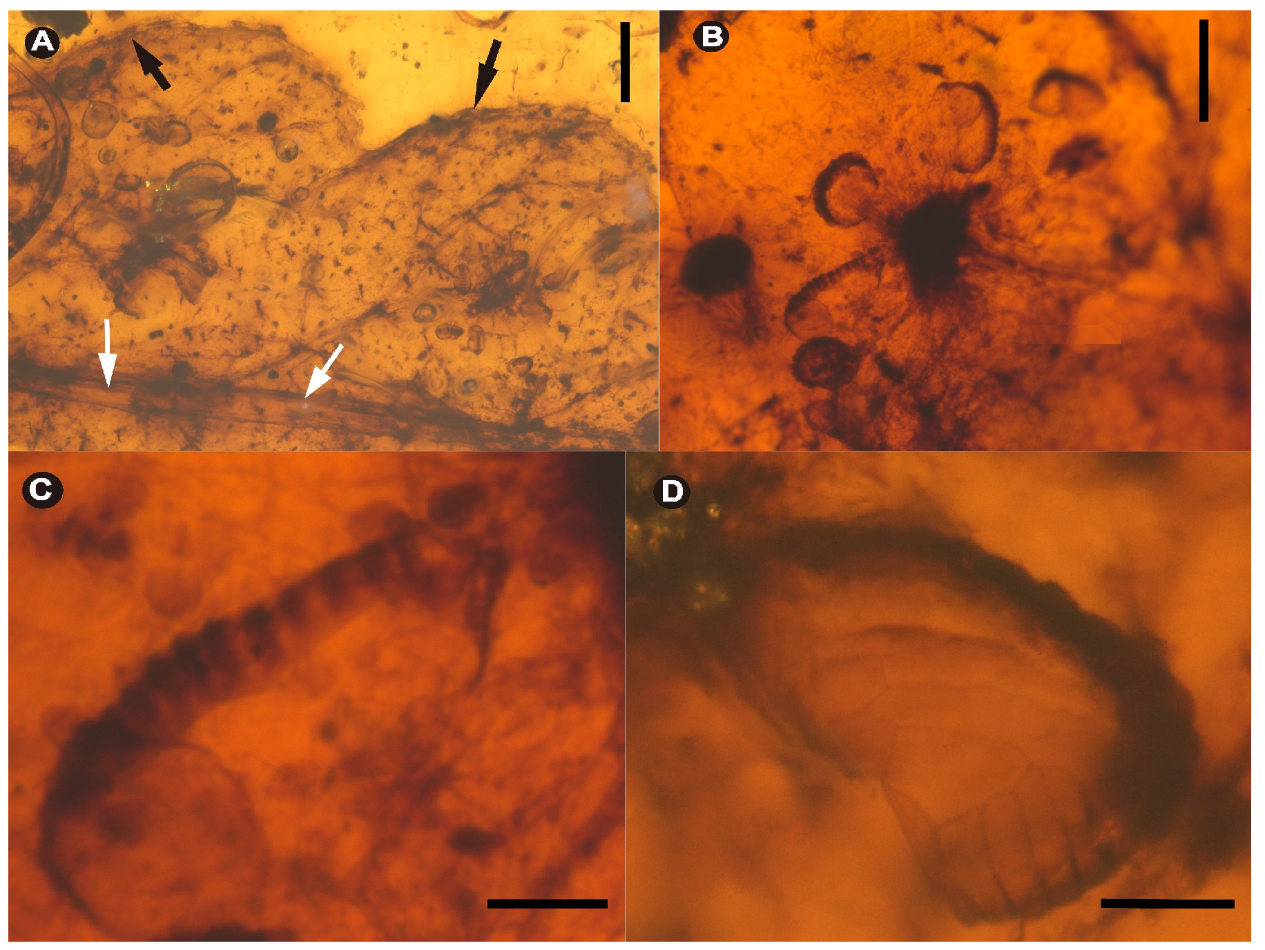 Megaphyton Tree A Fossil of the Austral Tree Fern Genus Lophosoria (Dicksoniaceae) from ...