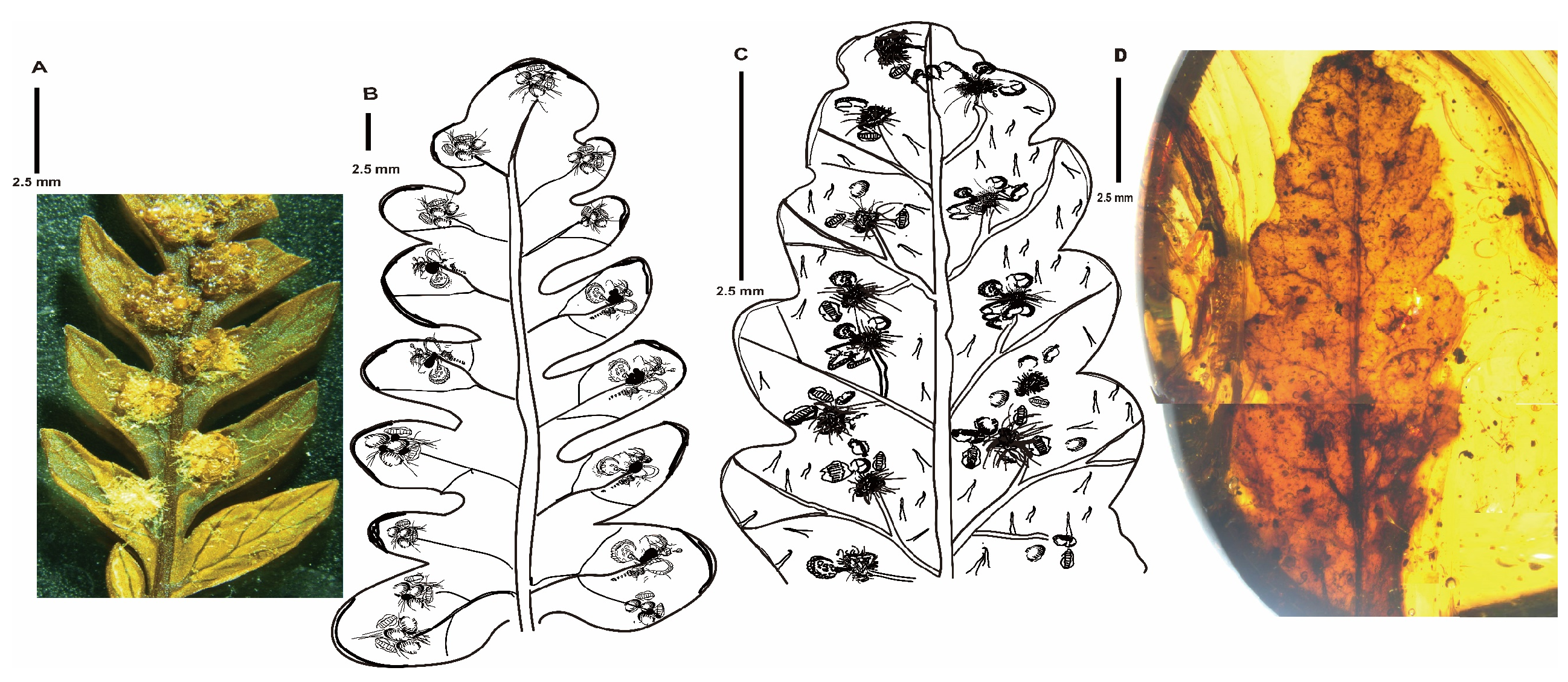 Megaphyton Tree A Fossil of the Austral Tree Fern Genus Lophosoria (Dicksoniaceae) from ...