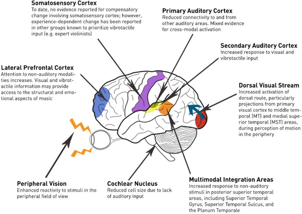 neuroplasticity research paper