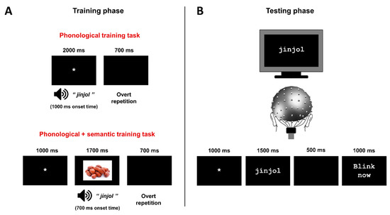 Neurophysiological Correlates of Top-Down Phonological and